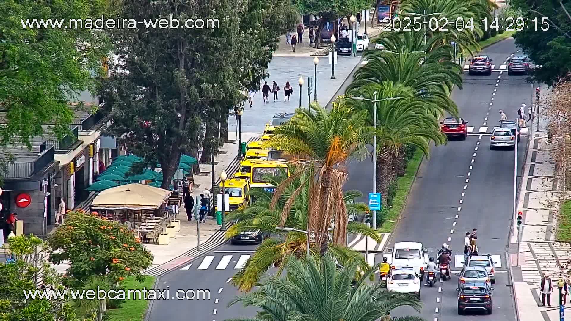 A city street scene on a cloudy day shows a line of yellow taxis and buses parked alongside a roadway with pedestrians and cars driving, and palm trees lining the street.