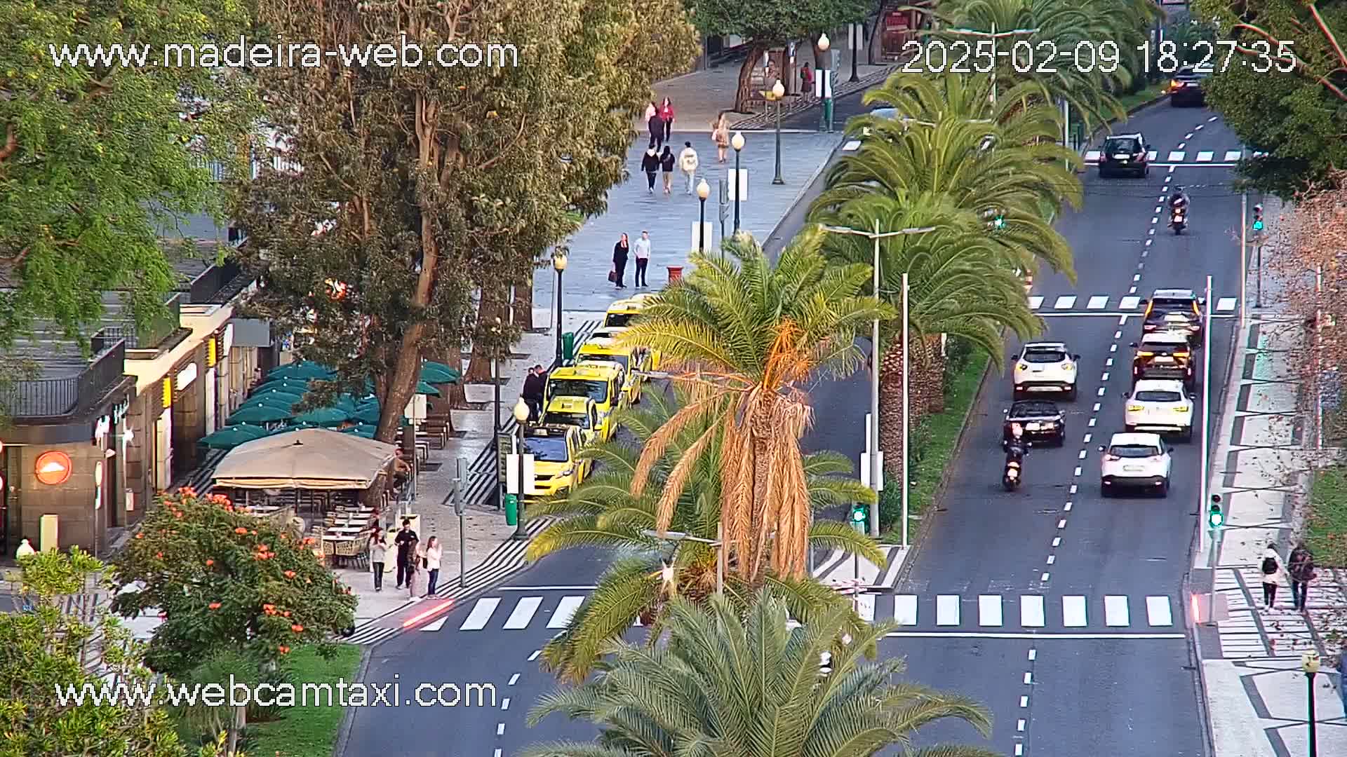 A street scene at dusk shows a row of yellow taxis parked along a sidewalk lined with palm trees, pedestrians walking, and several cars driving down a street with crosswalks.