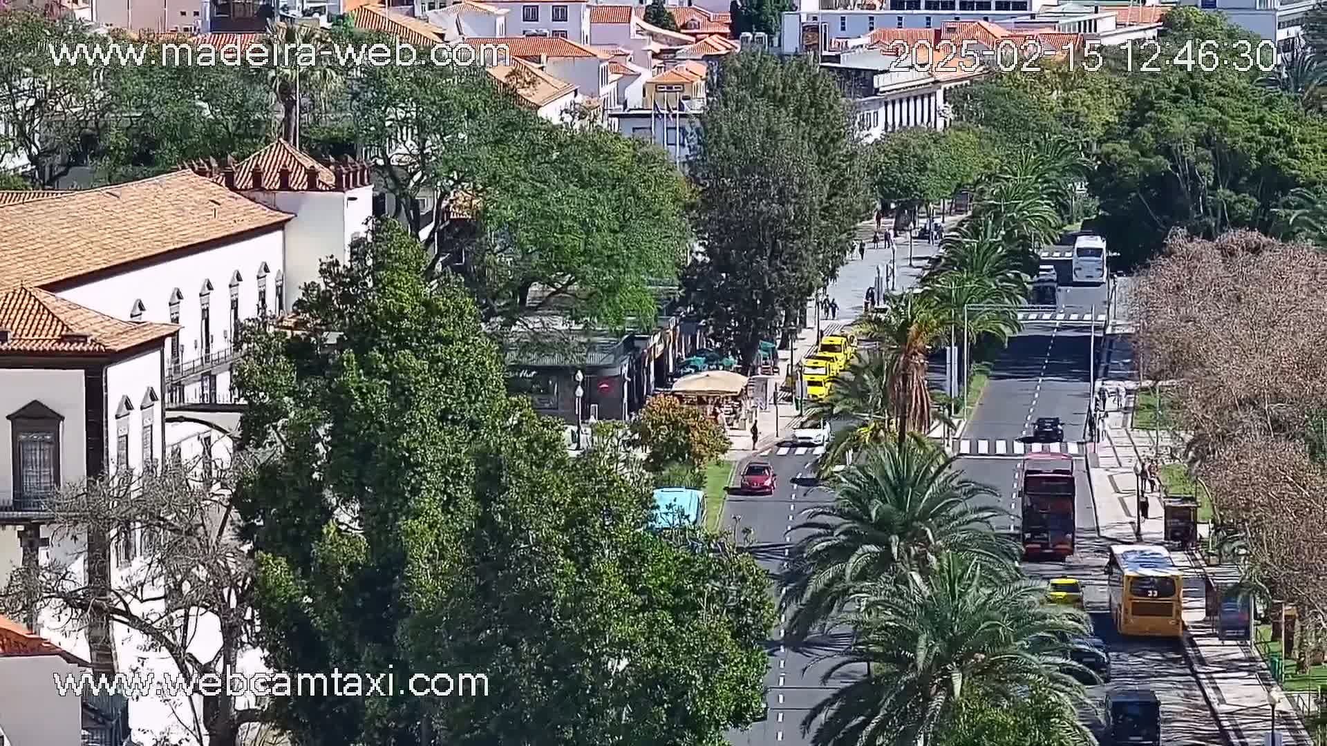 A sunny day reveals a city street lined with palm trees and buildings, with several cars and buses traveling along the road.