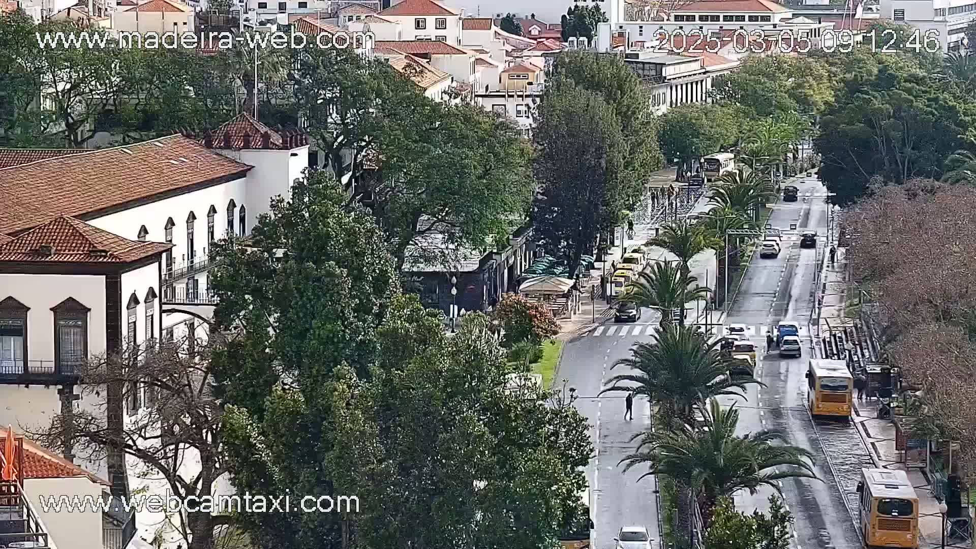 A wet city street with cars and buses, lined with palm trees and buildings, is seen from an elevated viewpoint.