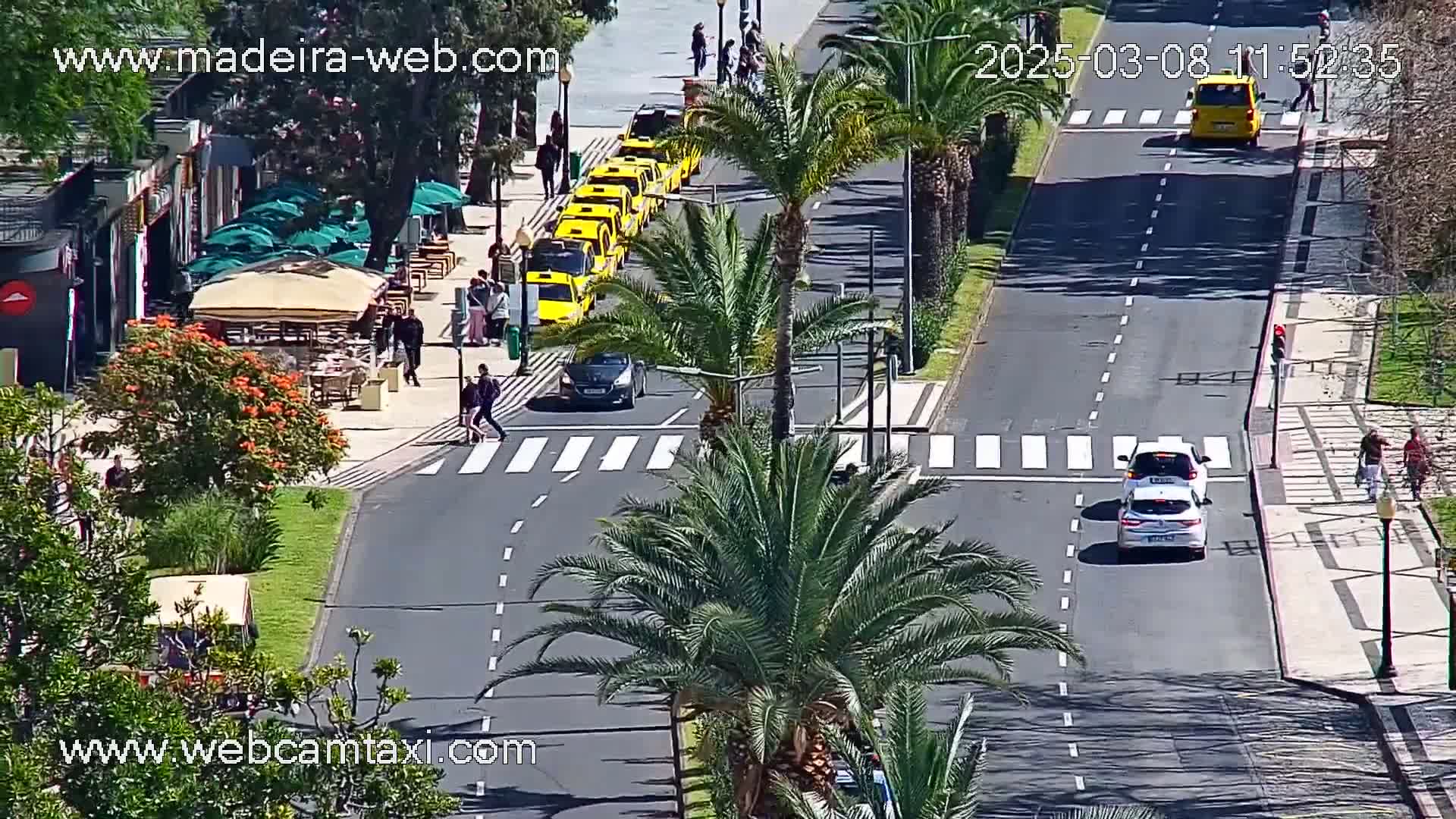 A sunny street scene shows a line of yellow taxis parked along the side of a road, with pedestrians and cars crossing at a crosswalk, and palm trees lining the roadway.