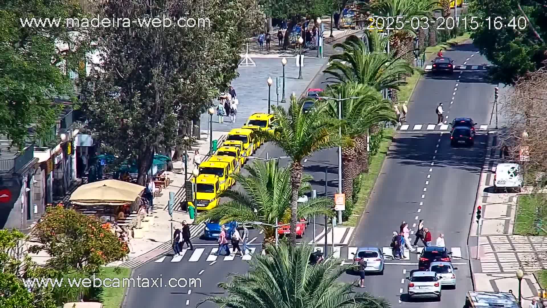 A sunny street scene shows a line of yellow taxis, pedestrians crossing a crosswalk, and various cars driving down a road lined with palm trees.