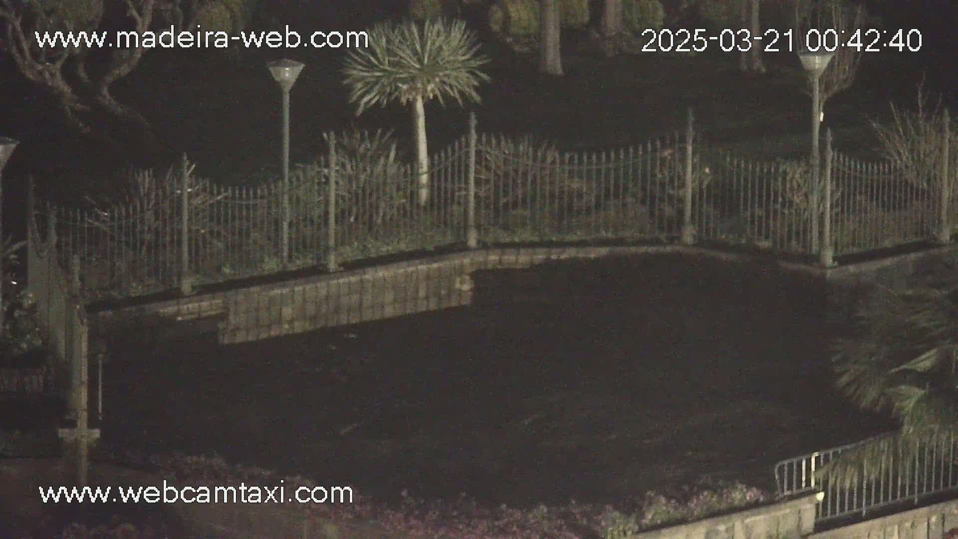 A dark, nighttime view of a fenced-in area with low-lying vegetation and a few palm trees.