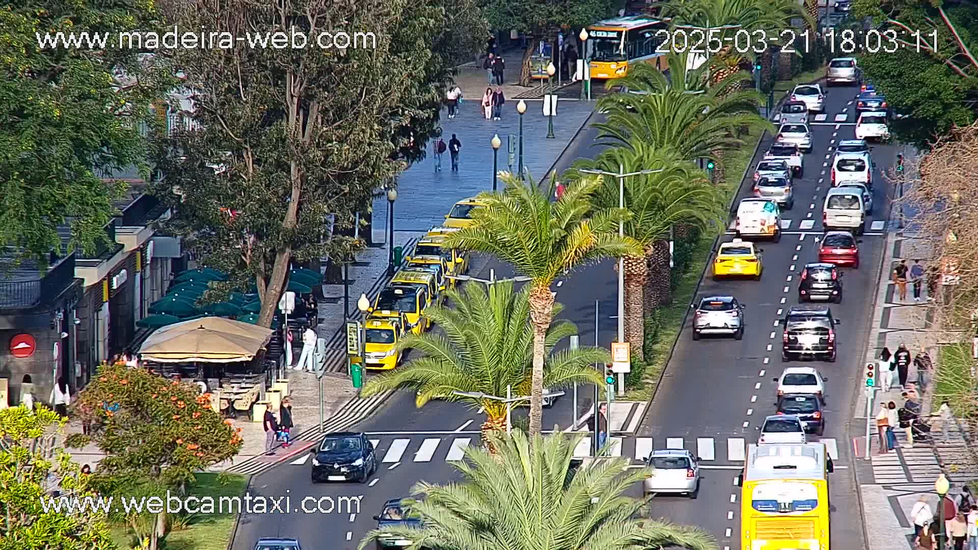 A street scene with palm trees and many cars, including yellow taxis,  a bus, and pedestrians, on a sunny day.