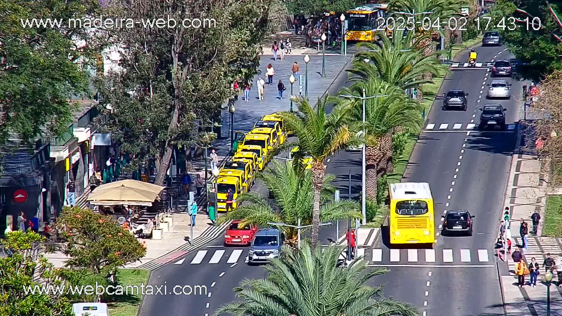 A sunny street scene shows a line of yellow taxis and other vehicles, including a yellow bus, traveling along a road lined with palm trees and pedestrians.