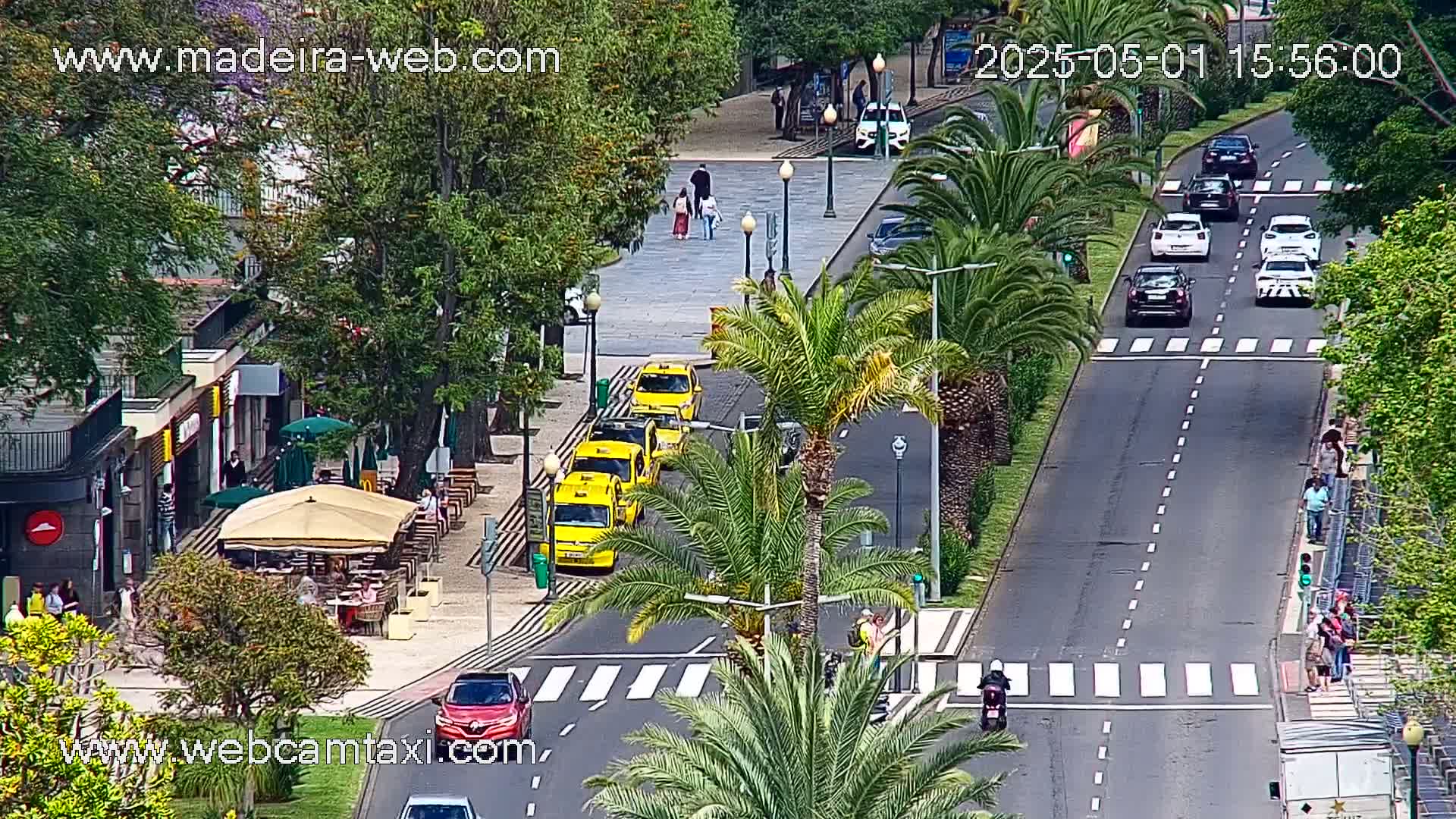 A sunny street scene shows several yellow taxis lined up, other cars driving on a road that crosses a pedestrian crosswalk, people walking on a sidewalk amongst palm trees, and a cafe with outdoor seating.
