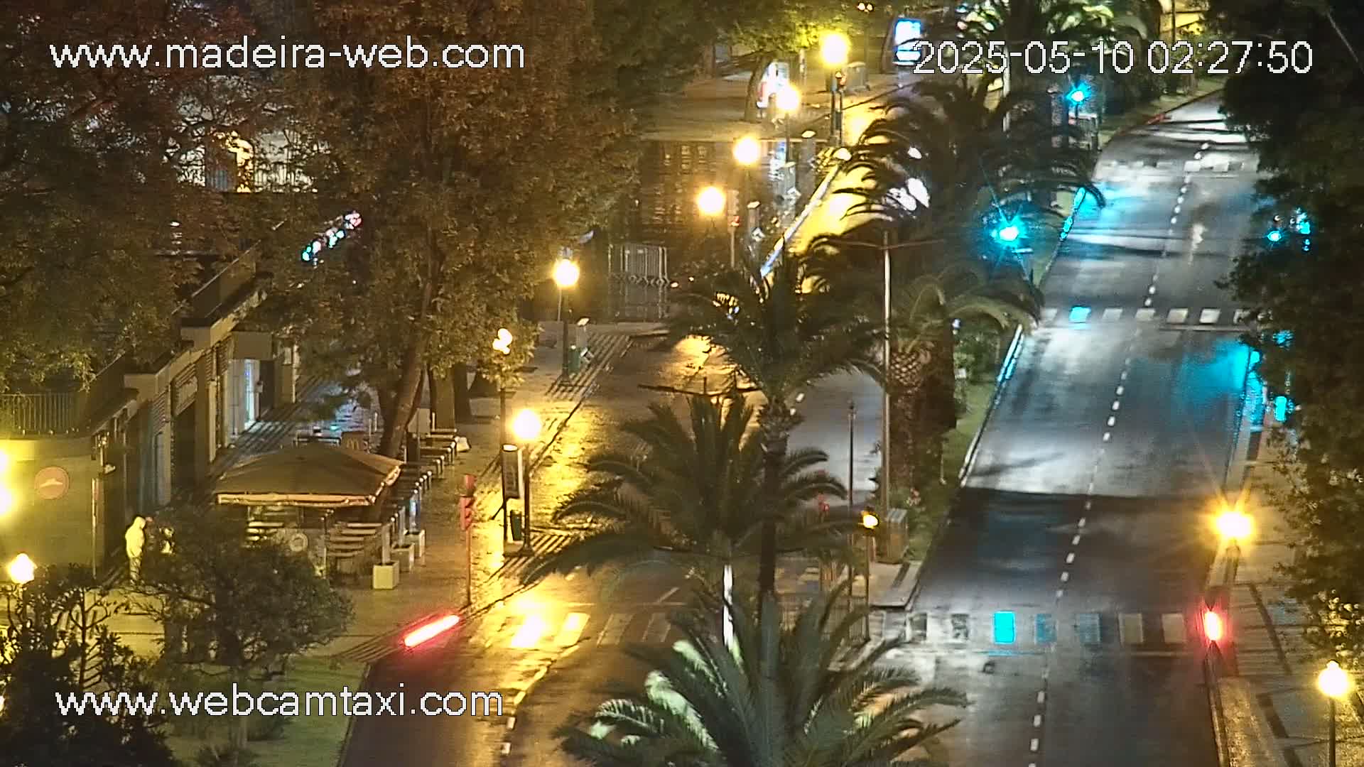 A wet, nighttime street scene shows palm trees lining a road illuminated by streetlights, with buildings and some vegetation visible on either side.