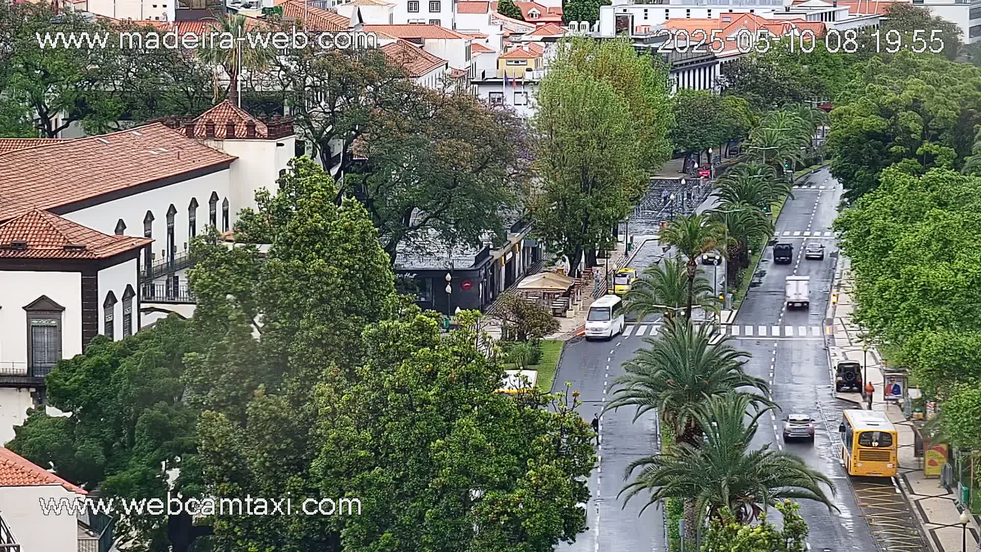 A wet city street lined with palm trees and lush green trees, with several vehicles and a building with a red tile roof in view.