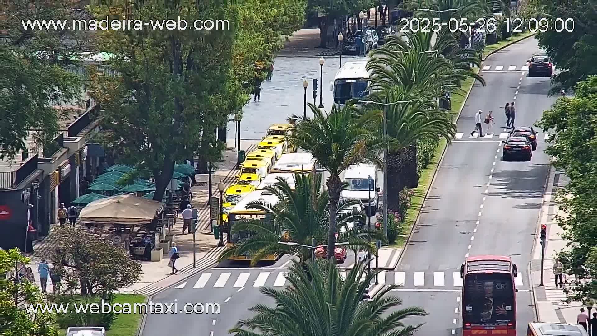A sunny street scene shows a line of yellow taxis, several buses, and cars, with pedestrians crossing a crosswalk, palm trees lining the street, and outdoor seating areas at sidewalk cafes.