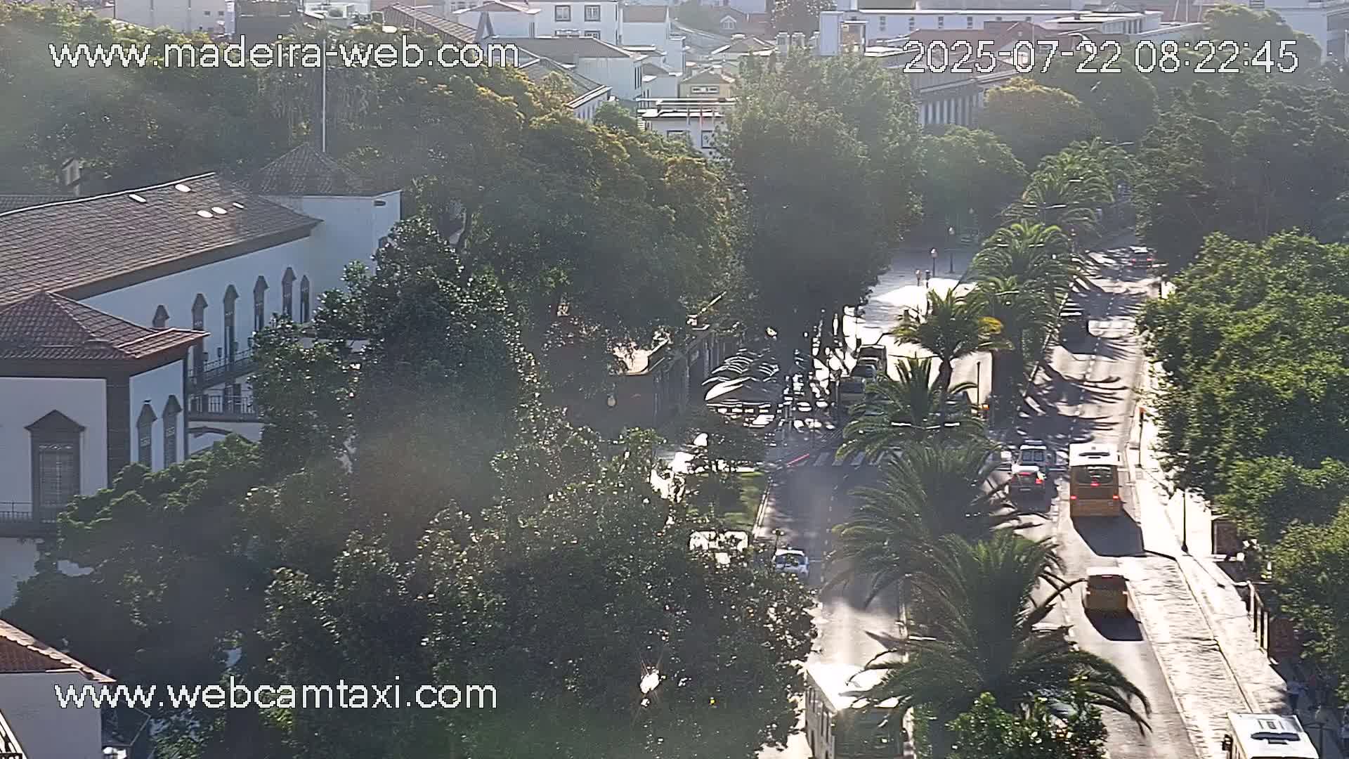 A sunny day reveals a tree-lined street with several vehicles, including buses, traveling along it, past buildings and palm trees.