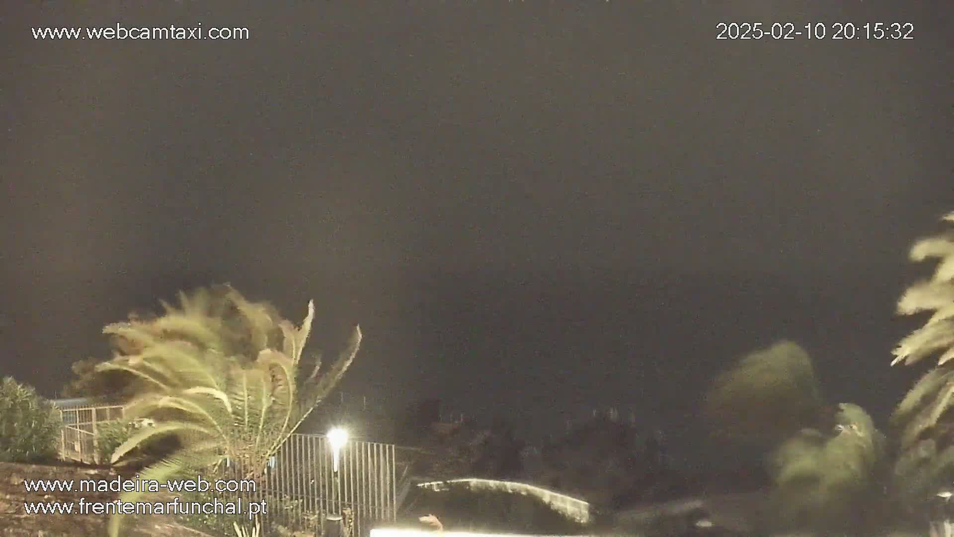 Palm trees are violently swaying in strong winds at night under a dark sky.