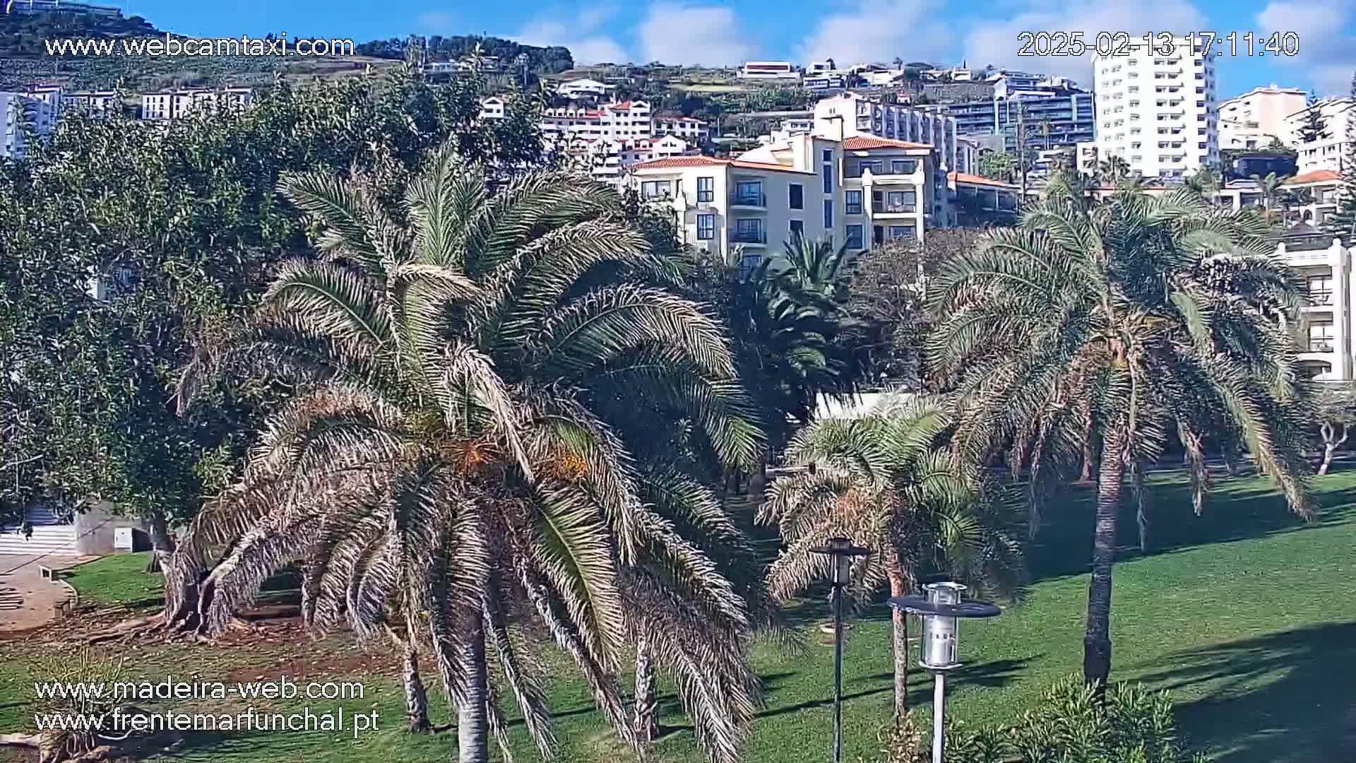 A sunny day reveals a grassy area with palm trees in the foreground and multi-story buildings on a hillside in the background.