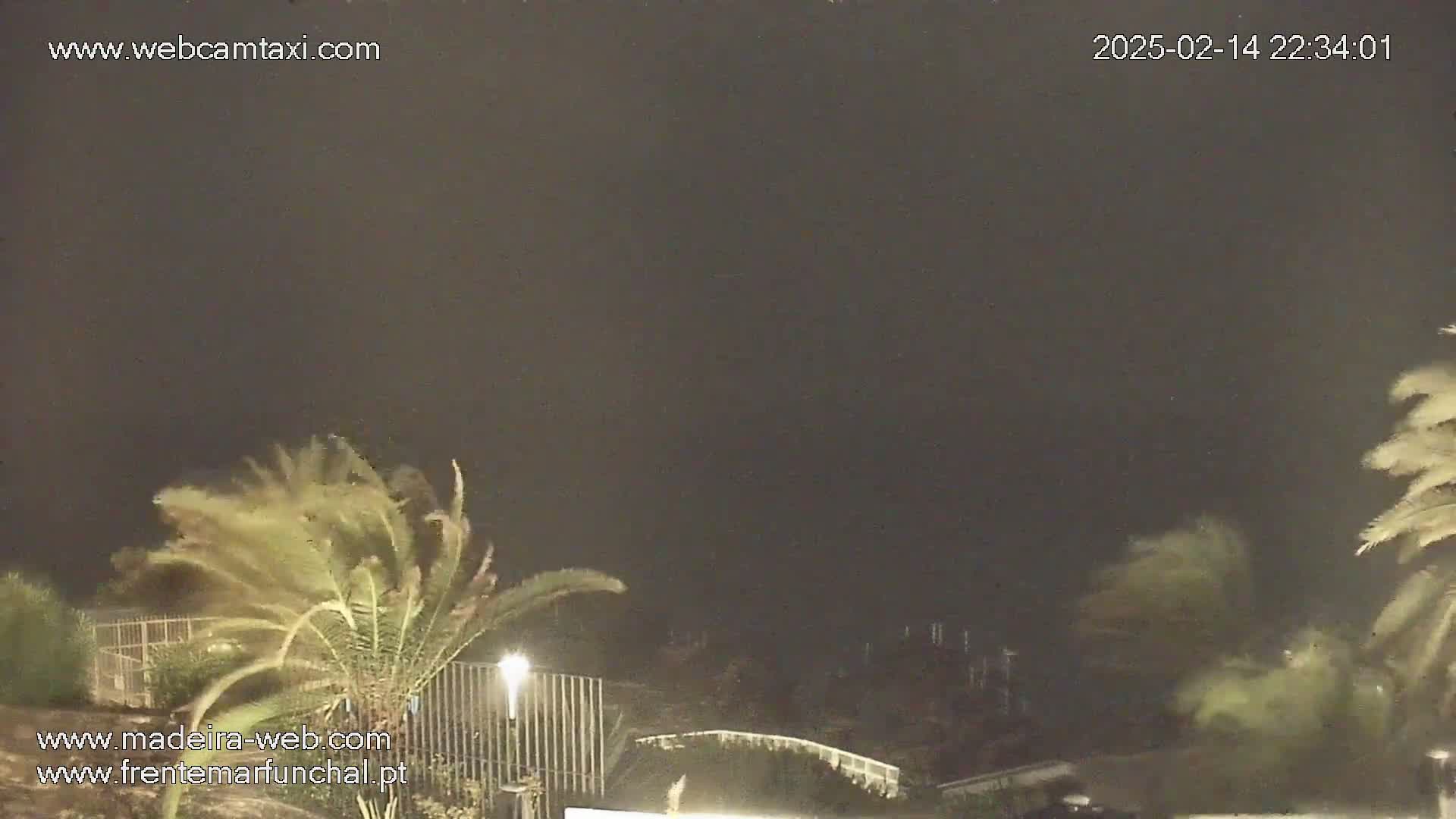 Palm trees are violently swaying in a strong wind at night.