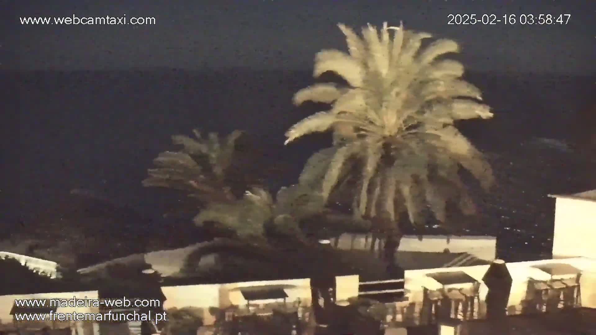 Palm trees bend in the wind at night near a building beside a dark ocean.