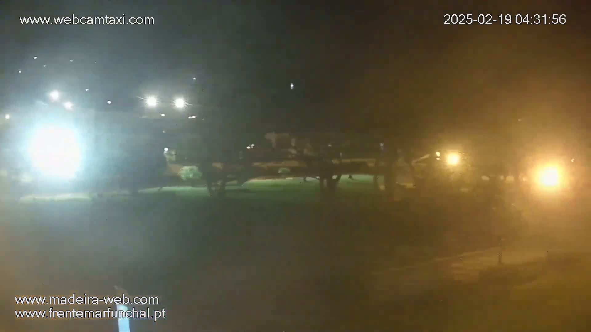 A hazy, nighttime view of a grassy area with trees and distant lights.
