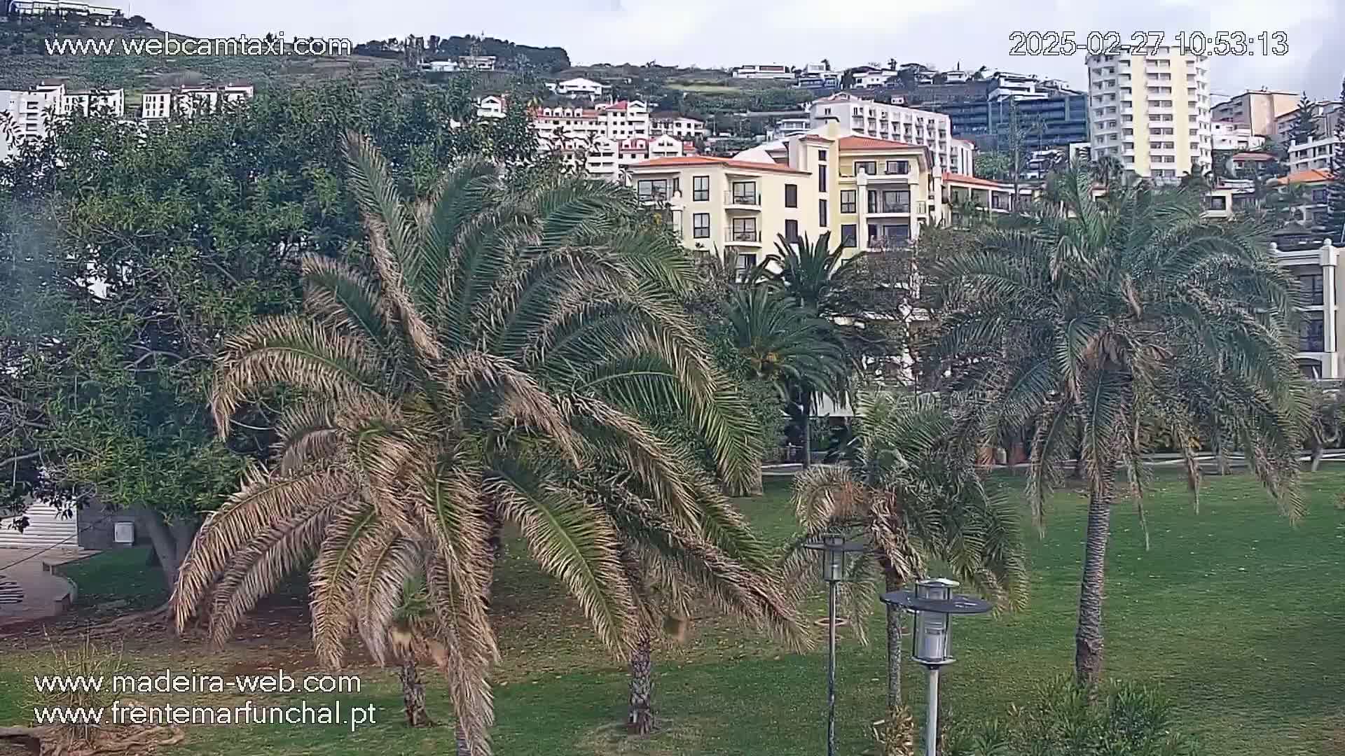 A grassy park with palm trees sits in front of several multi-story buildings on a cloudy day.