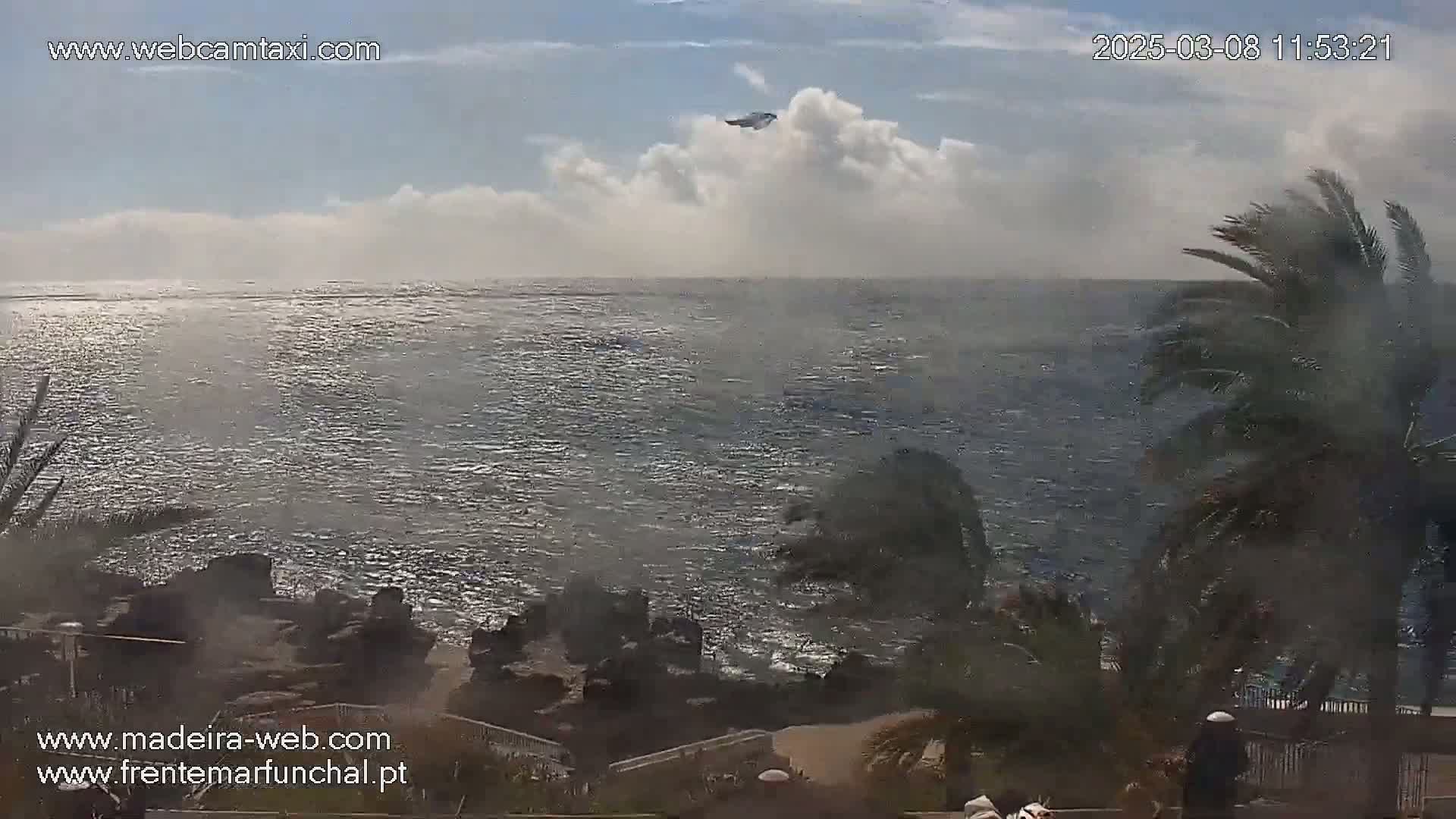 A partly cloudy sky over a dark, wavy ocean, with palm trees blowing in the wind along a rocky coastline.