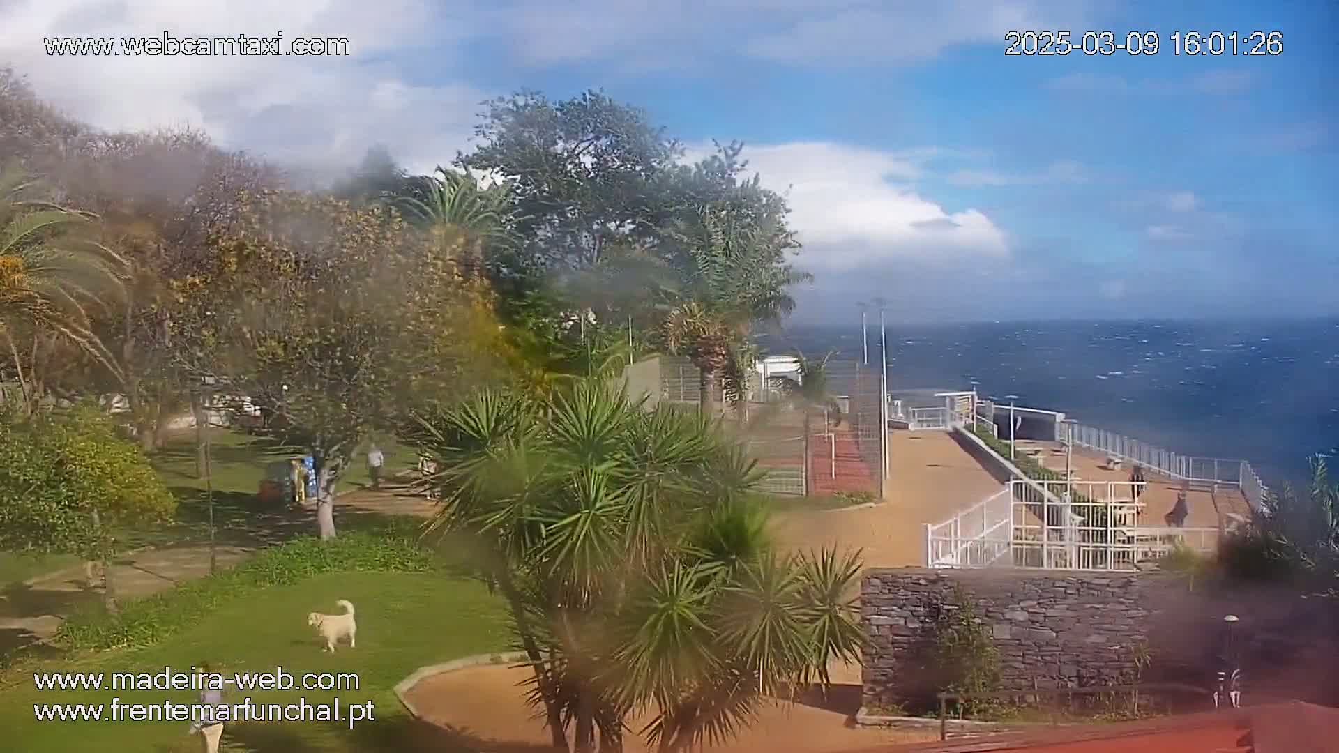A park with palm trees and a dog, overlooking a windy ocean with partly cloudy skies.