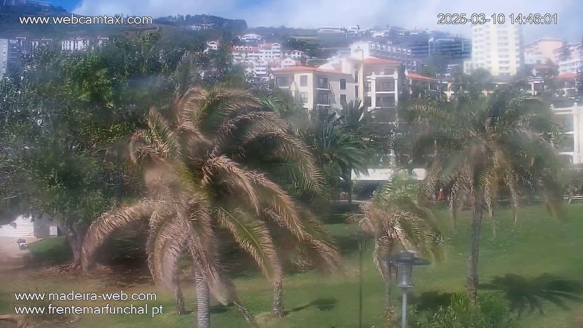 A grassy area with palm trees in the foreground overlooks a town with apartment buildings under a partly cloudy sky.