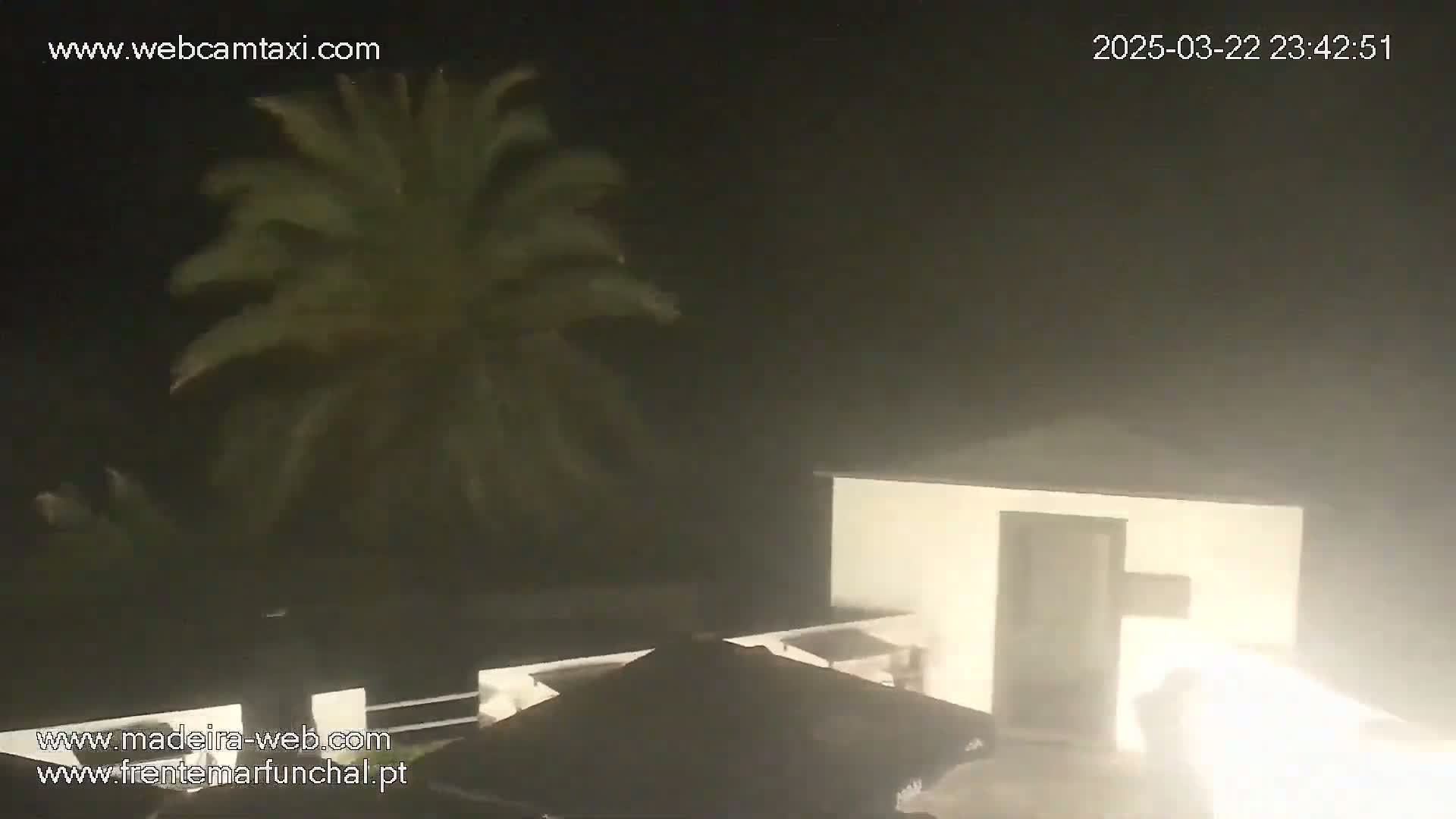 A palm tree sways violently in strong winds at night next to a white building.