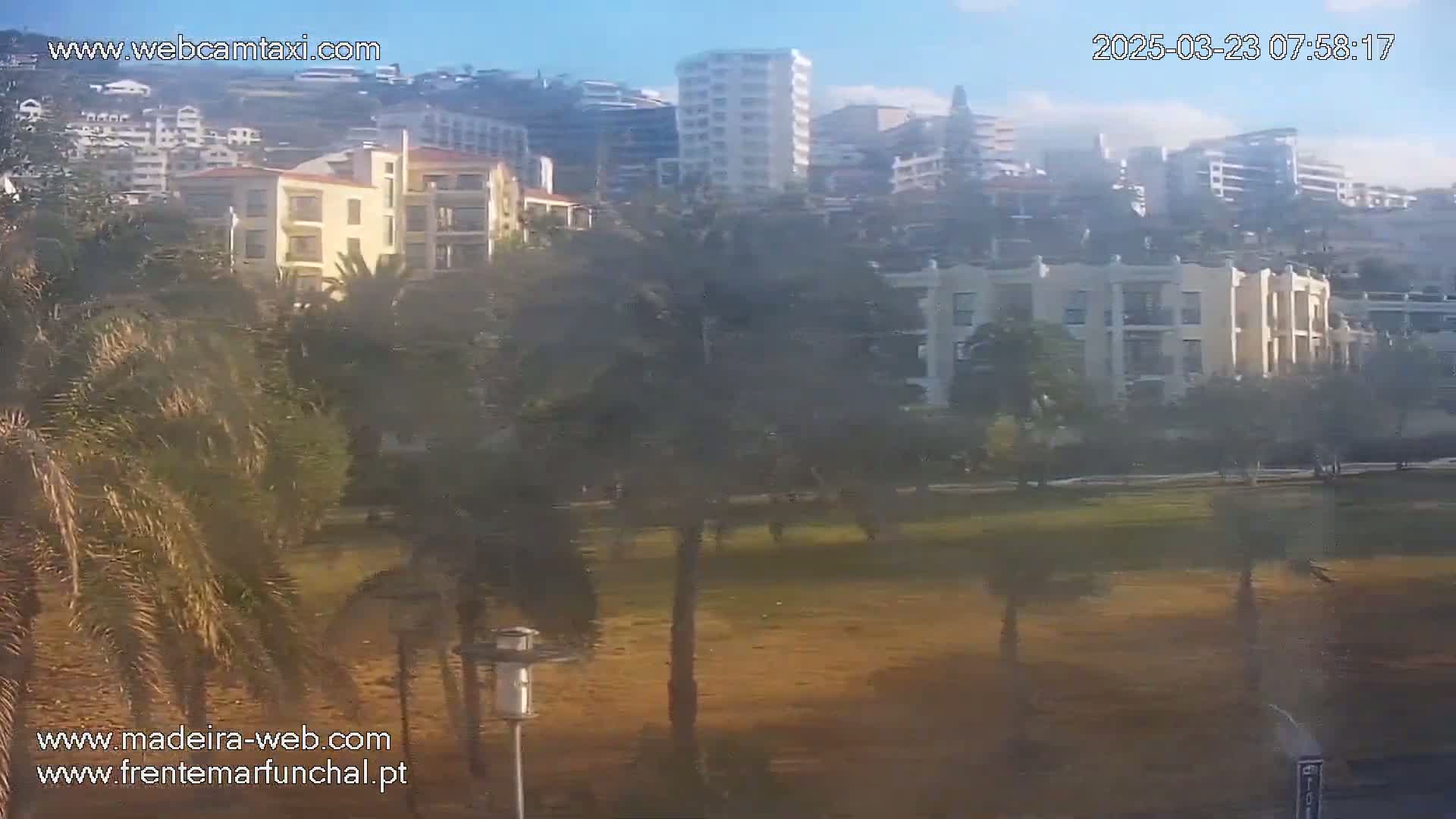 A hazy, sunny view shows a grassy area with palm trees in the foreground and several multi-story buildings on a hillside in the background.