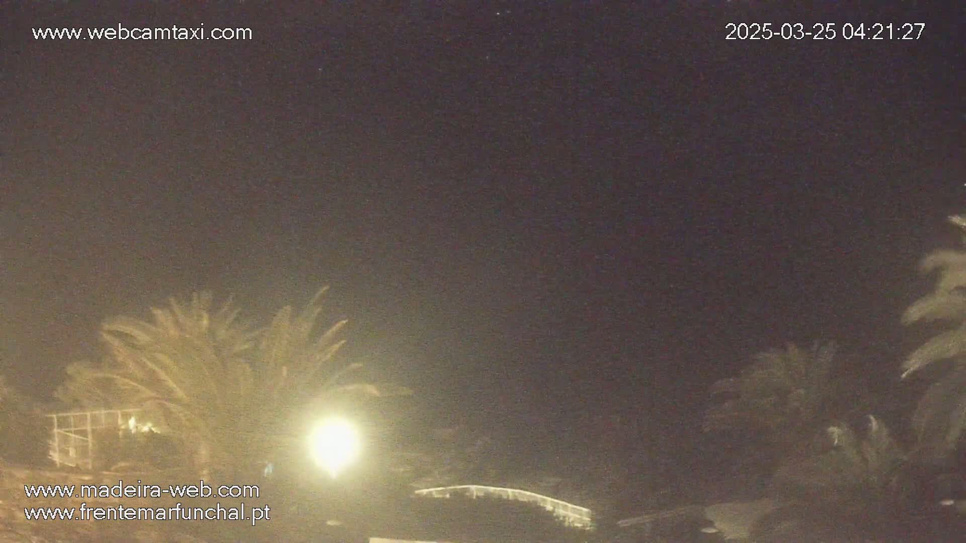 At night, under a clear, dark sky, palm trees are illuminated by a single bright light.