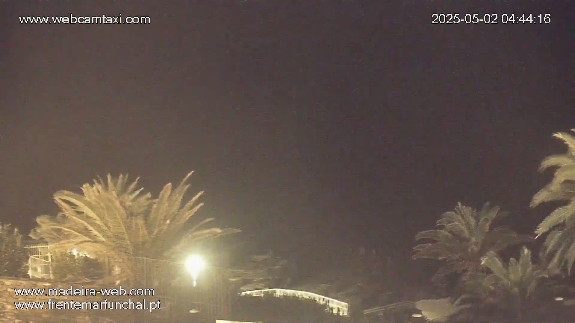 Palm trees sway under a dark, nighttime sky.