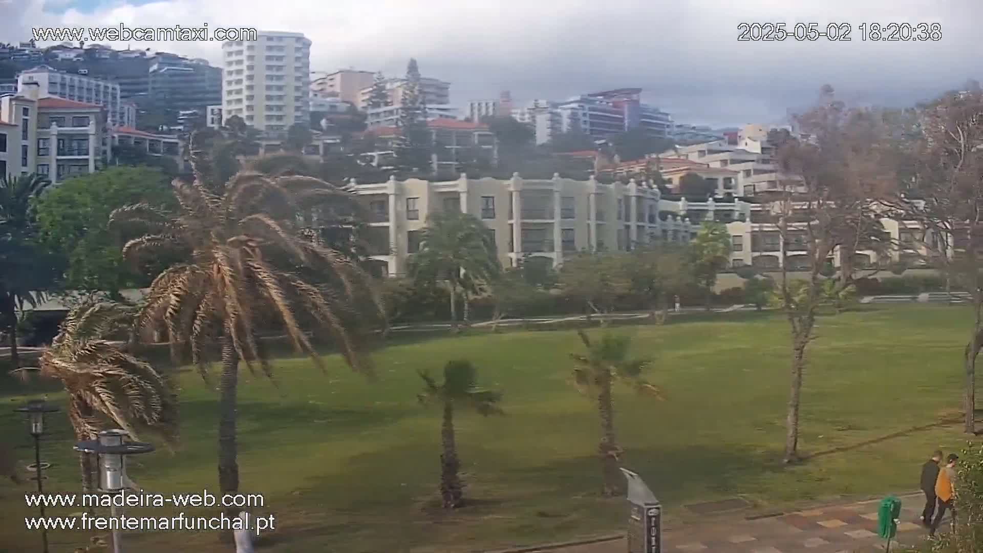 A grassy field with palm trees and buildings in the background under an overcast sky.