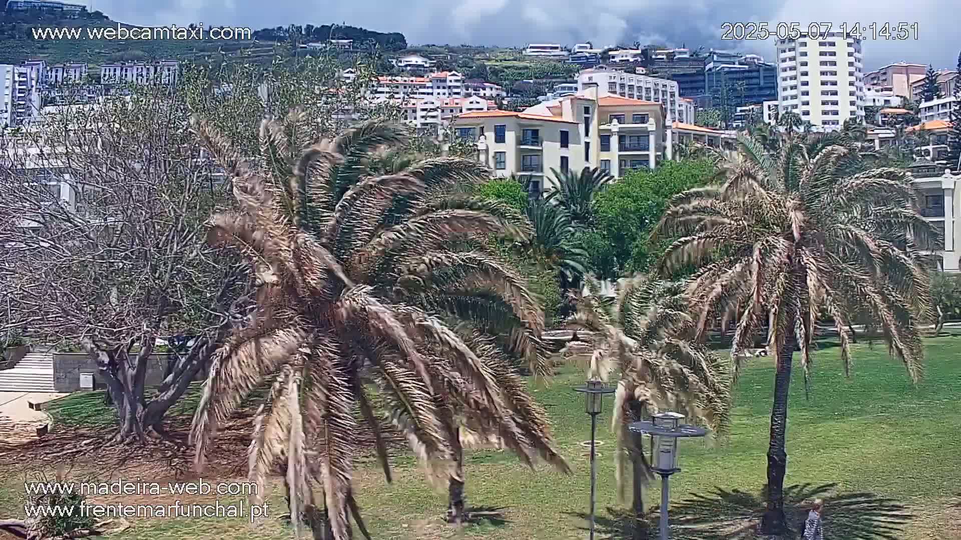 Palm trees sway in a breezy, sunny day in front of a cluster of multi-story buildings overlooking a grassy area.