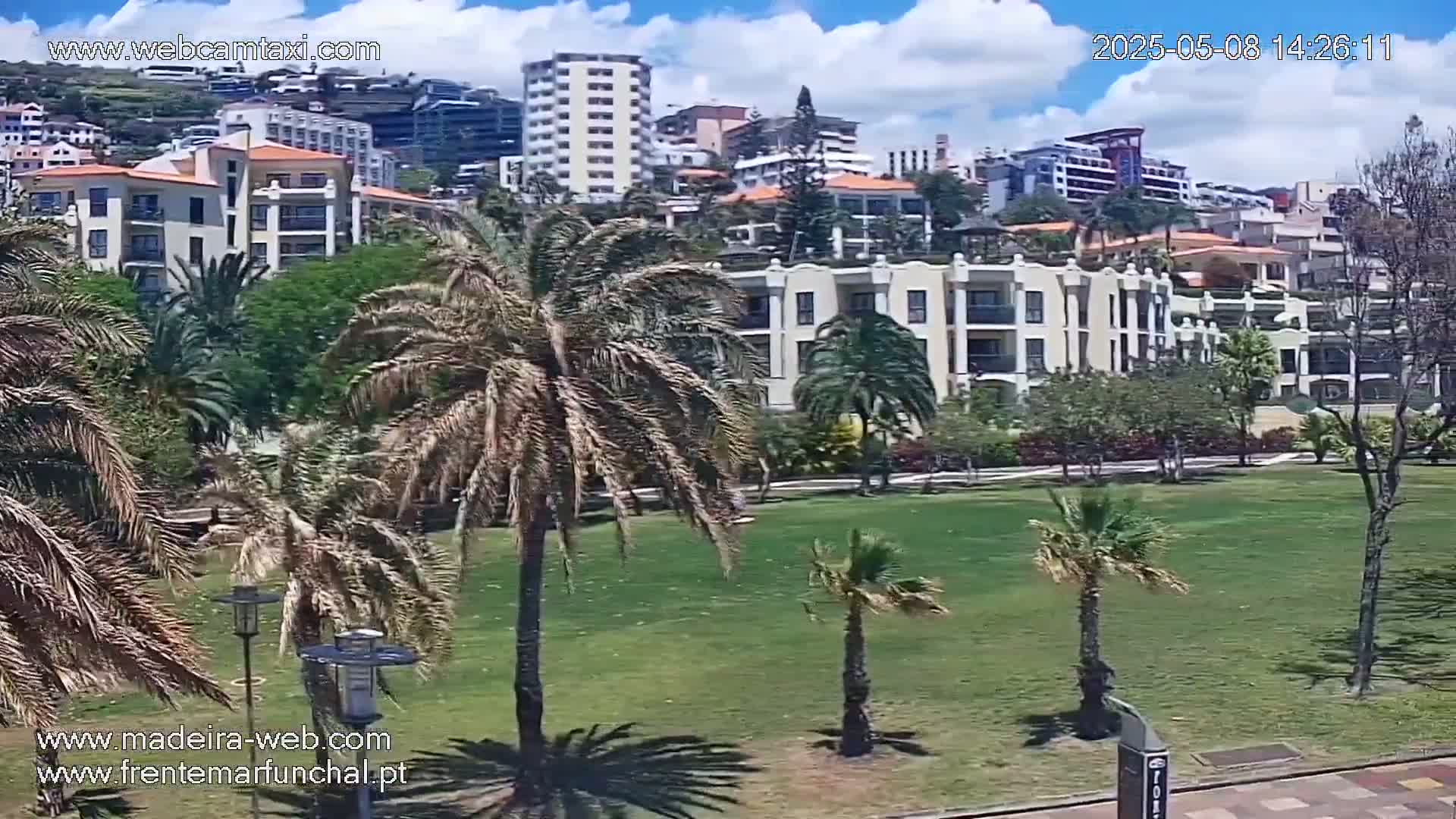 A grassy park with palm trees sits in front of several multi-story buildings under a partly sunny sky.