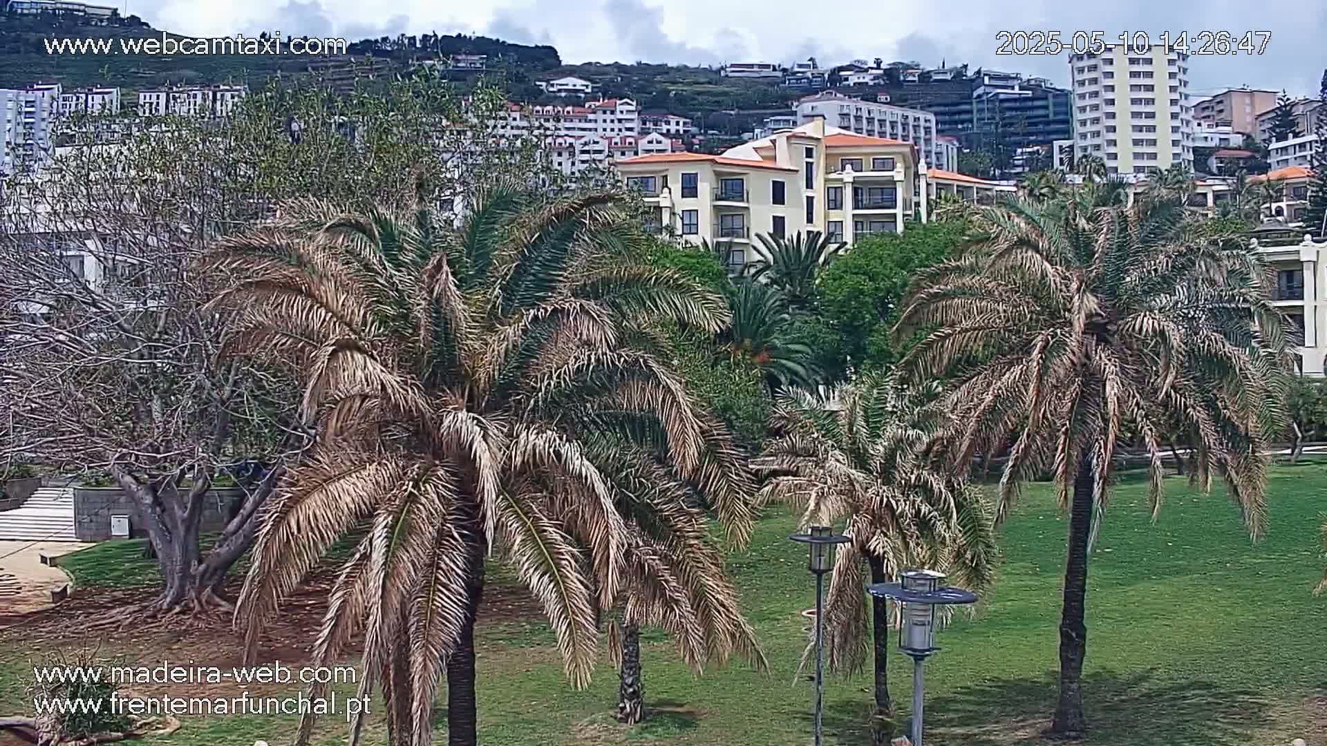 Several palm trees stand on a grassy area in front of multi-story buildings on a hillside under a partly cloudy sky.