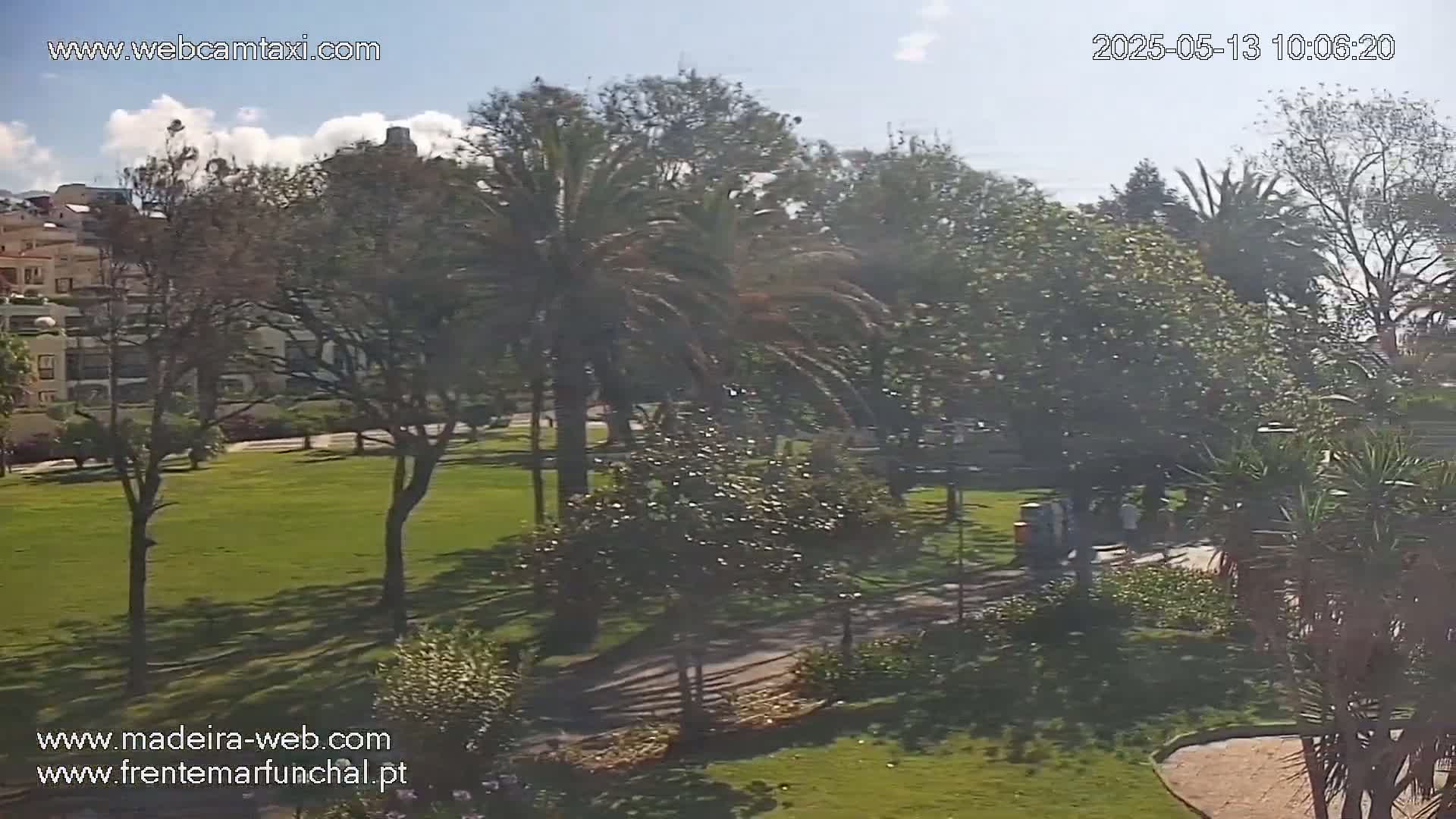 A sunny day reveals a park with lush green grass, various trees including palm trees, and a paved path winding through it, all near a residential area.