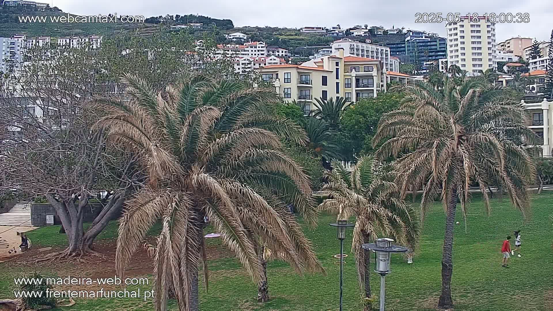 A grassy park with palm trees is seen in the foreground, with multi-story buildings and hills visible in the background under an overcast sky.