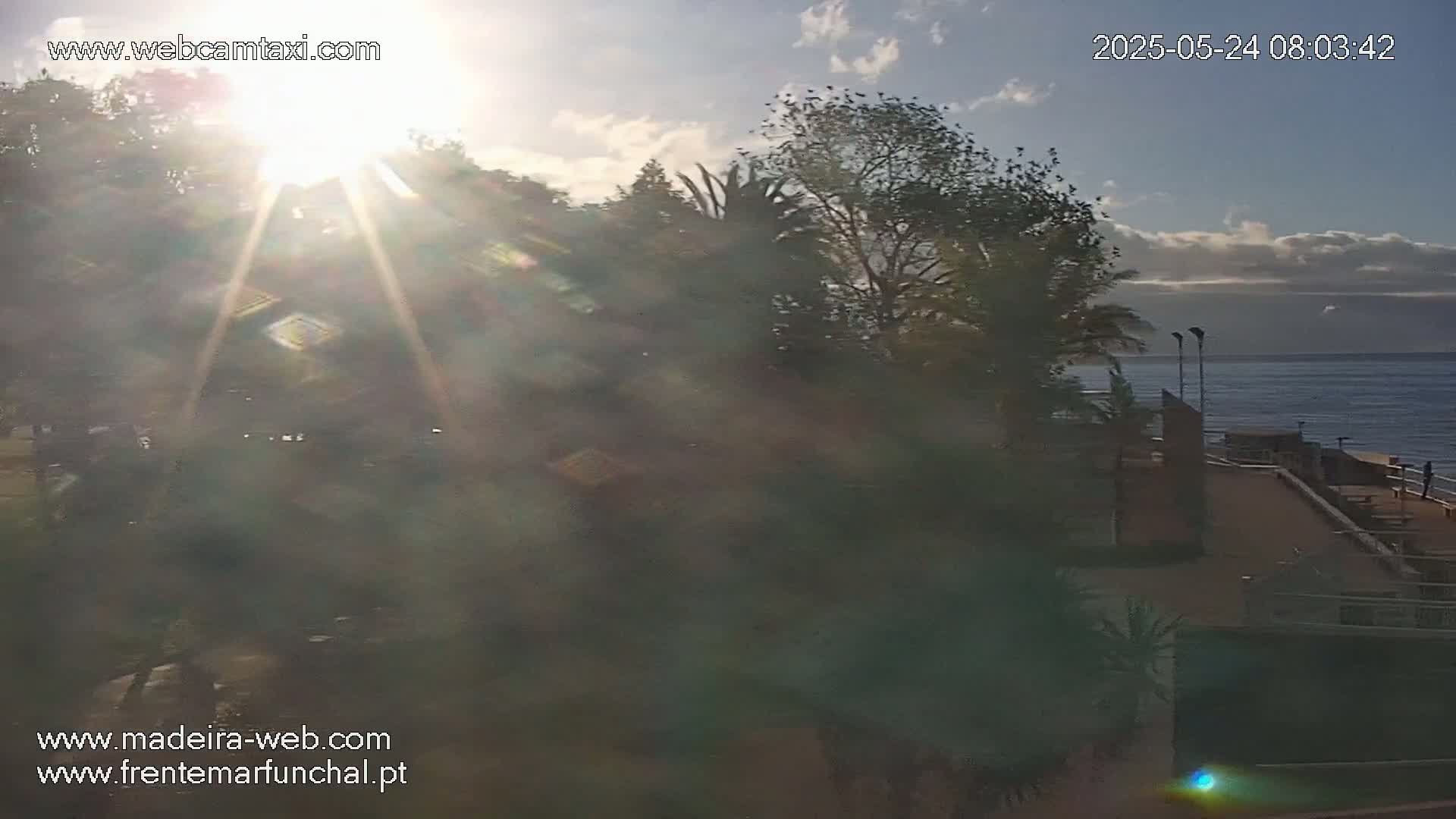 A bright, sunlit view overlooking a calm ocean from a vantage point among lush green trees and a paved area, with a few birds visible in the sky.