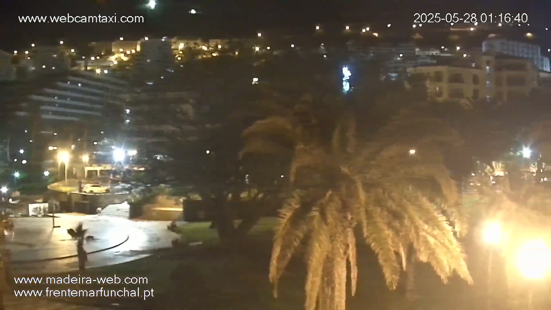 A nighttime view of a city illuminated by streetlights, with palm trees in the foreground and wet pavement.