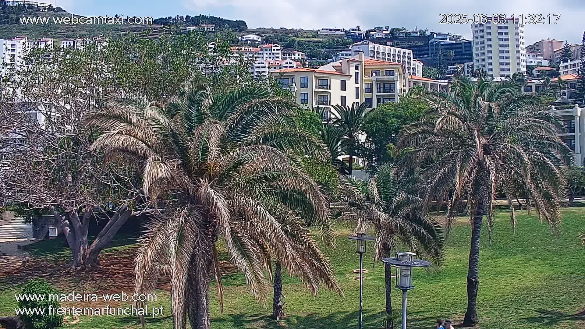 A sunny view of palm trees and several multi-story buildings on a hillside, seen from a grassy area.