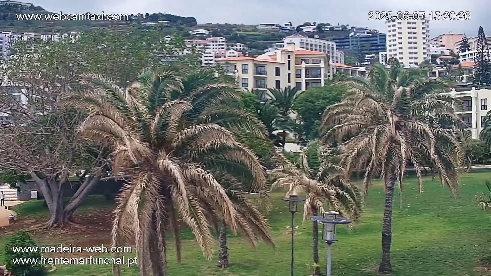 Several palm trees and other vegetation are on a grassy area overlooking buildings on a cloudy day.