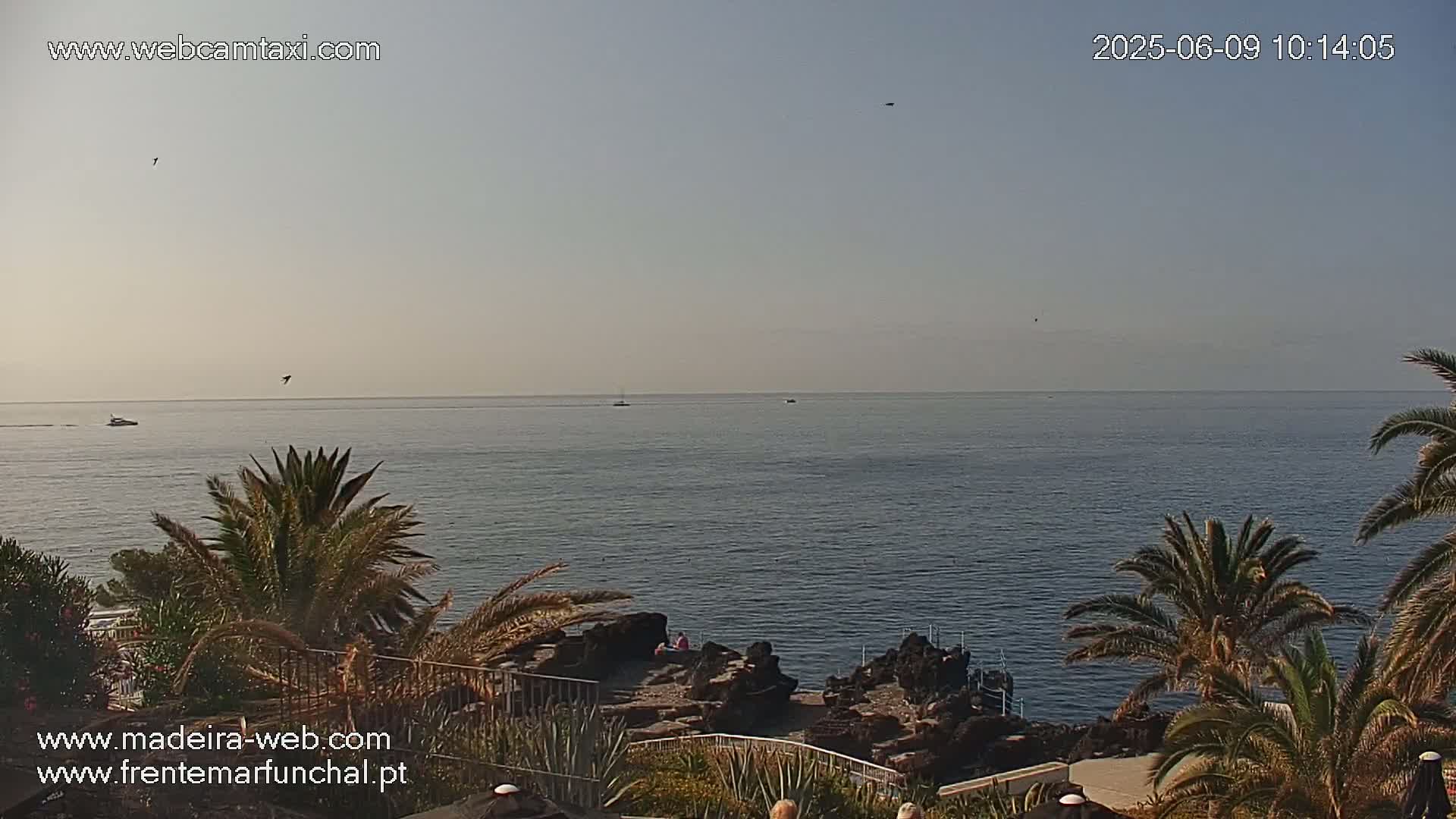 A calm ocean stretches to a hazy horizon under a clear sky, viewed from a vantage point amid palm trees and rocky shoreline.