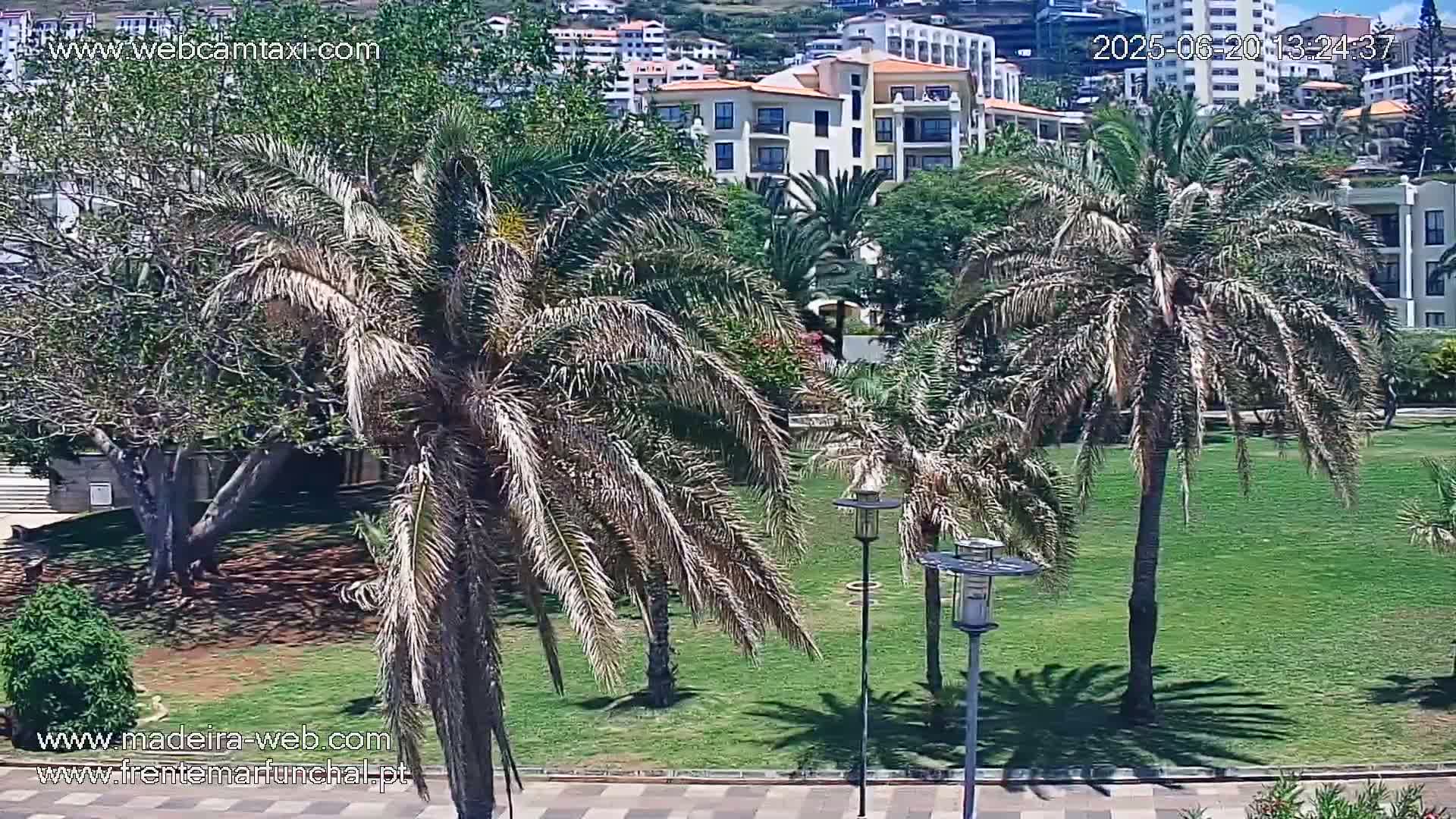 A grassy area with several palm trees and buildings in the background on a sunny day.