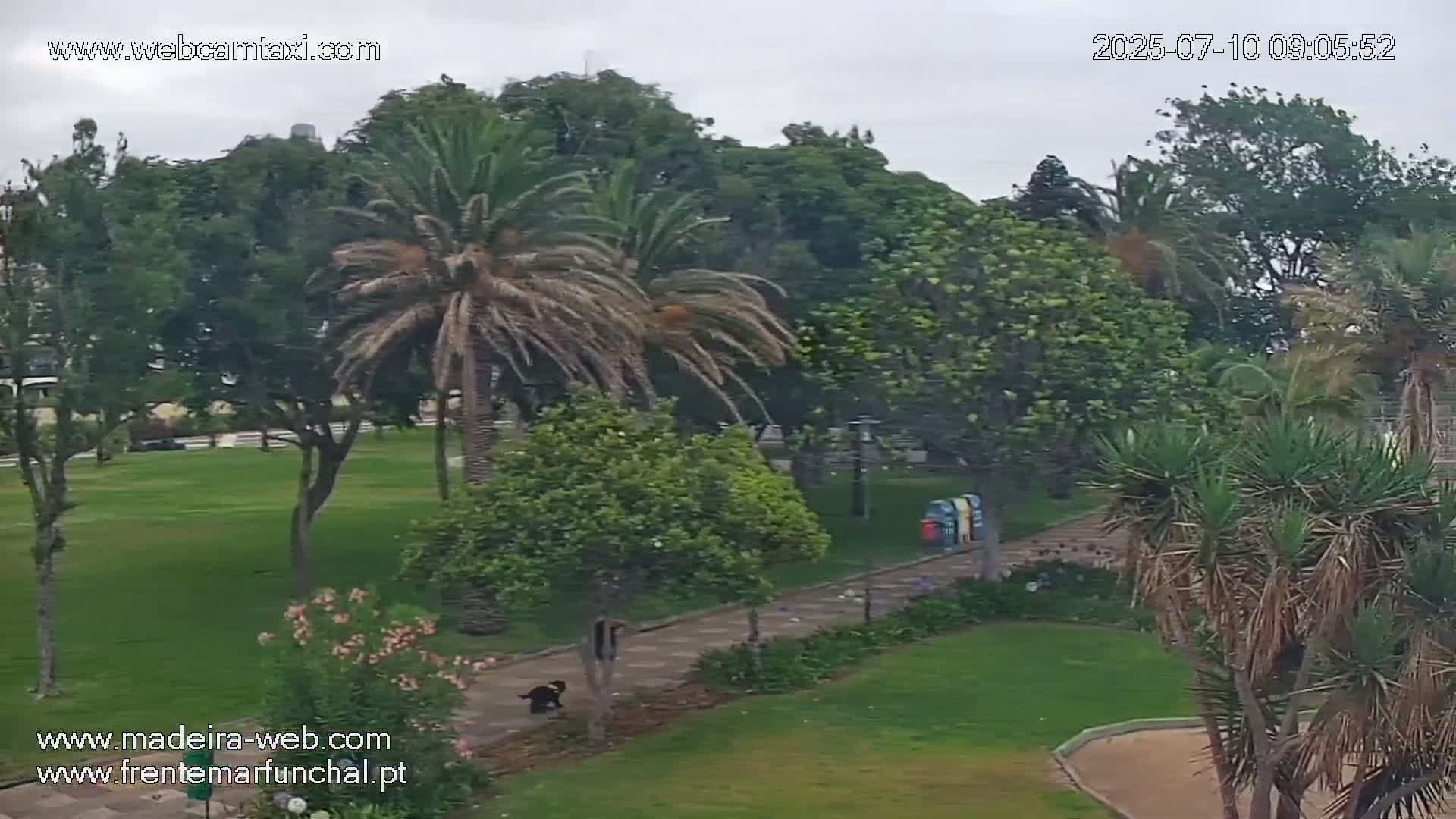 A park with lush green grass, palm trees, and other vegetation is shown under overcast skies; a dark-colored animal can be seen near a paved path.