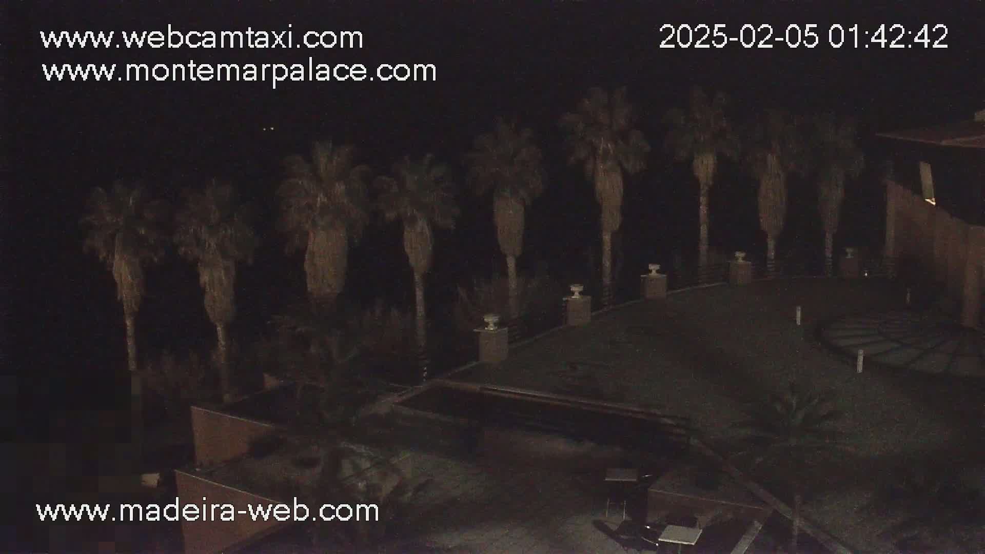 A nighttime, outdoor view shows a courtyard with several palm trees, some low lighting, and a building in the background.