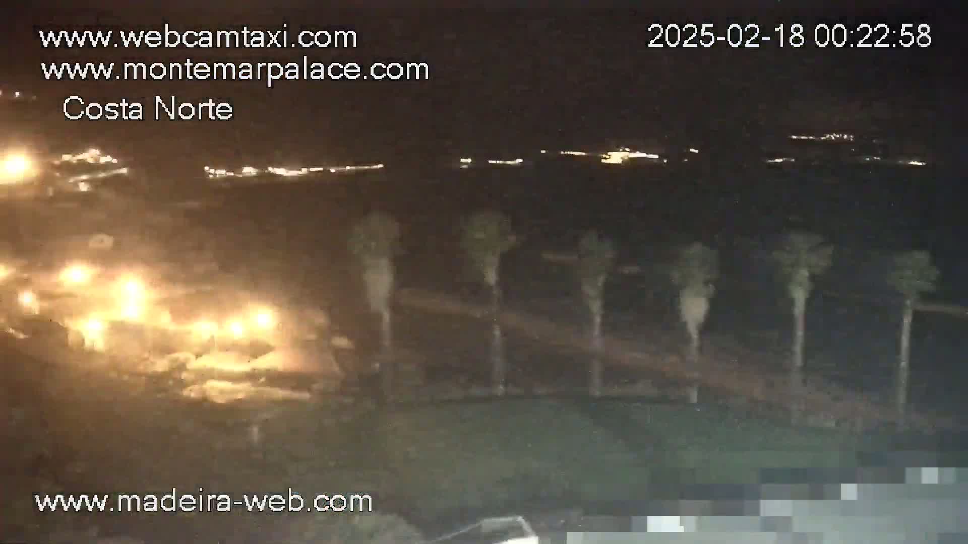 A nighttime view shows a coastline with several palm trees in the foreground and distant lights across the water under a clear, dark sky.