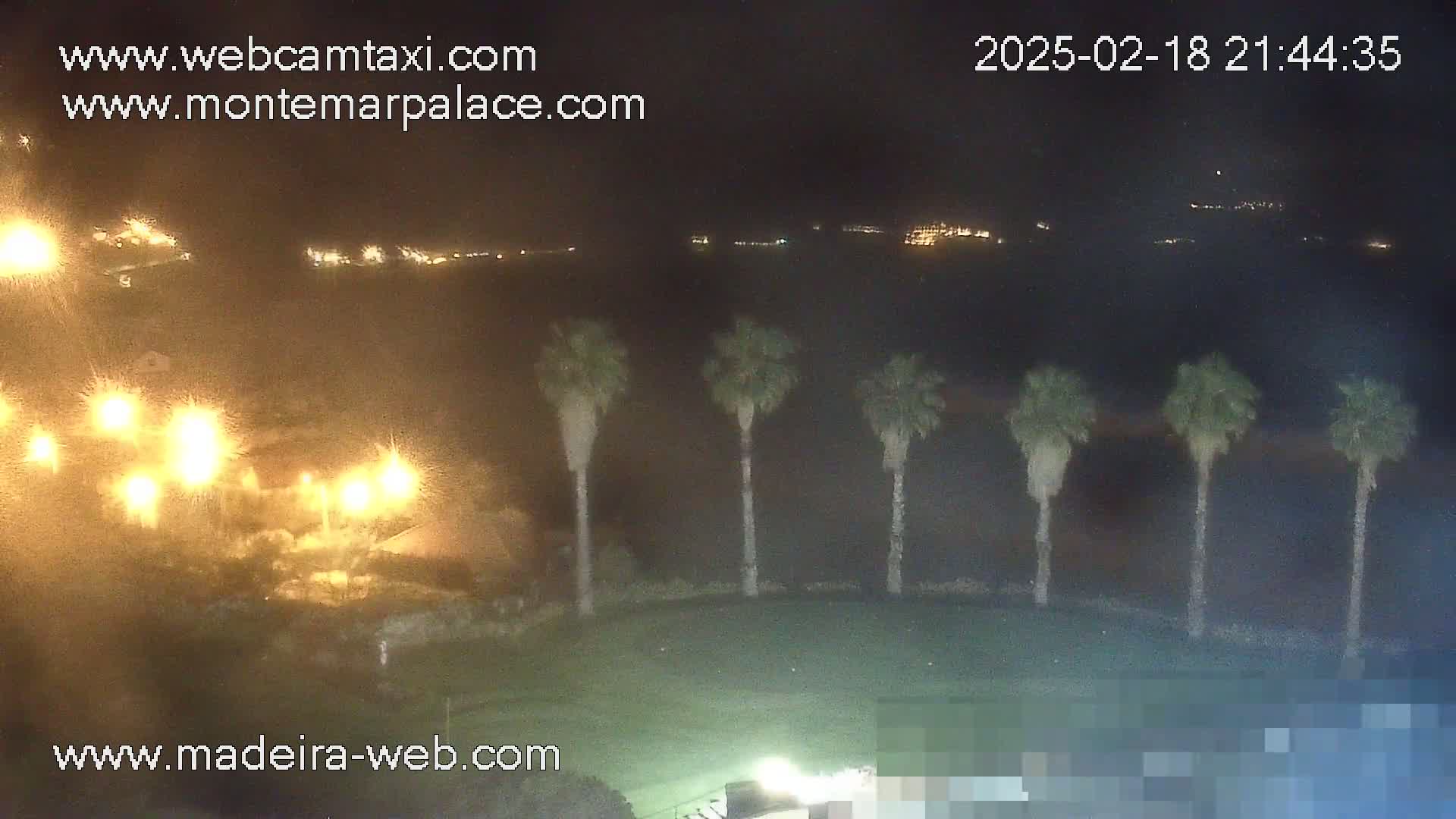A nighttime view of a grassy area with several palm trees, illuminated by lights, and a distant cityscape faintly visible under a dark sky.