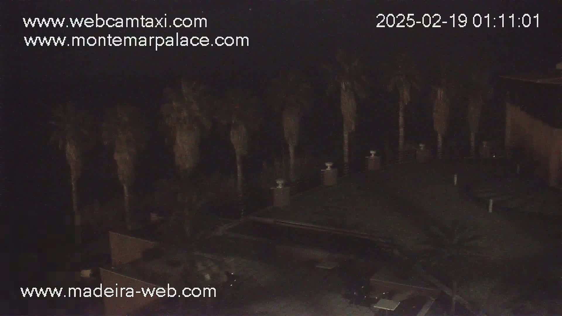 A nighttime, low-light view shows a dark building partially obscured by tall, slender palm trees.