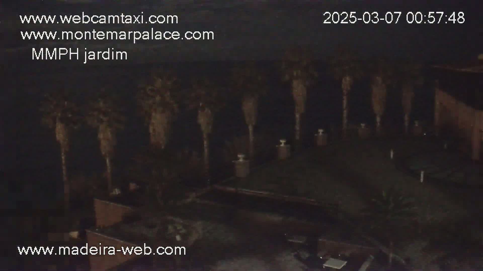 A nighttime, dark view of a garden area with palm trees and low lighting.