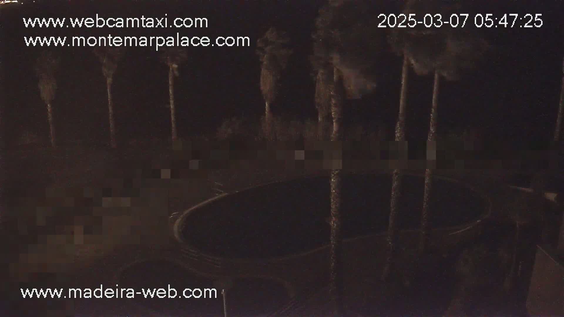 At night, several palm trees sway near a dark, oval-shaped pool.