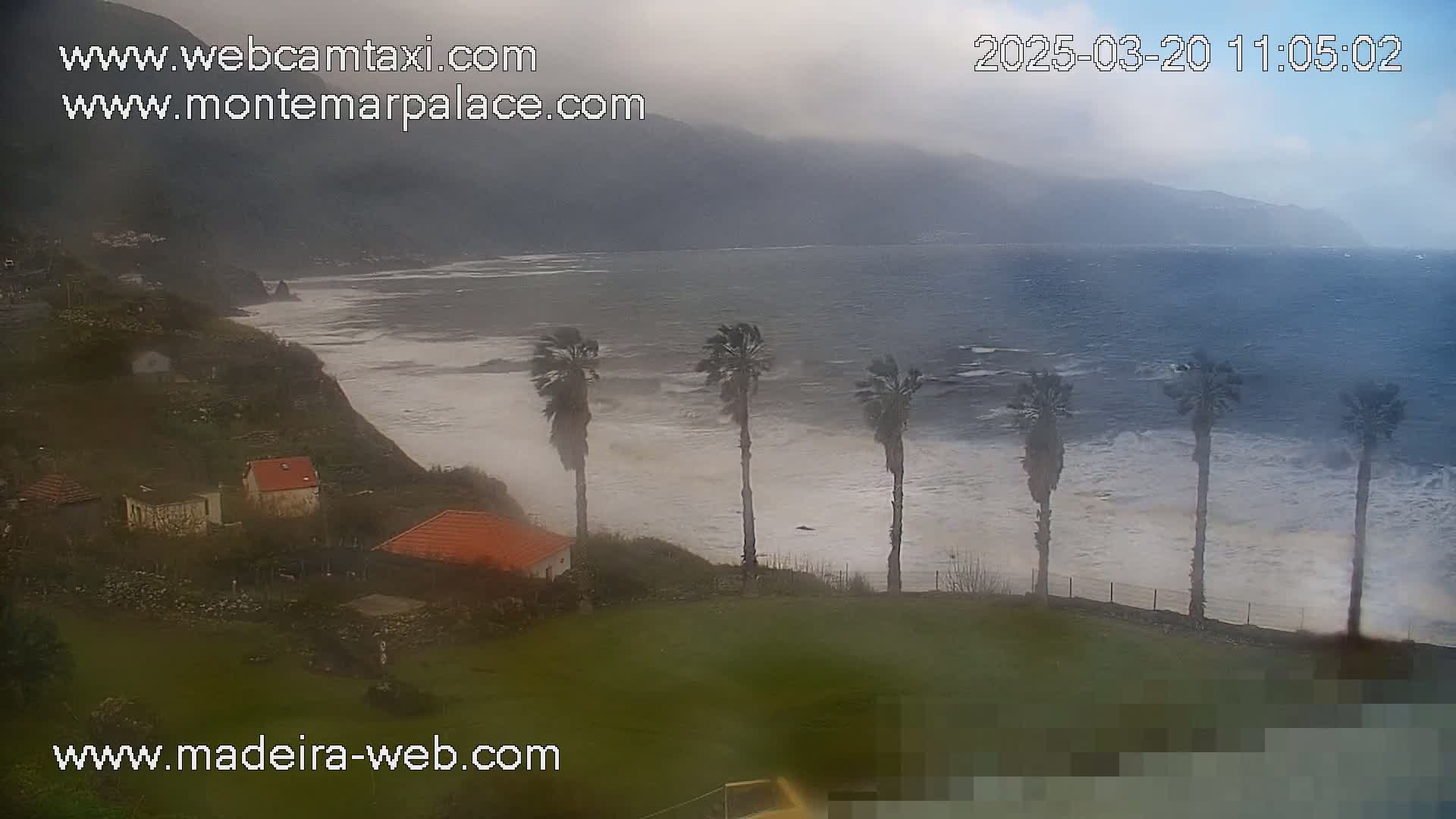 A foggy, overcast day shows a rocky coastline with several palm trees bending in the wind near a row of houses overlooking a wavy ocean.
