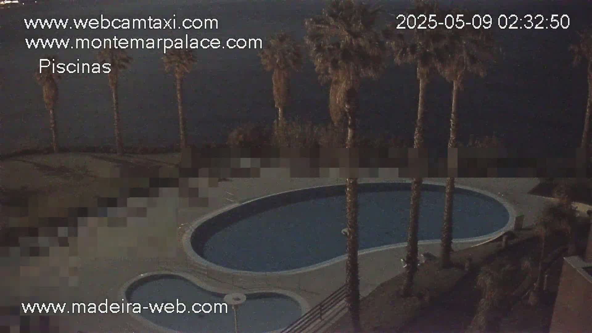 An oval-shaped swimming pool sits under the night sky next to several palm trees.