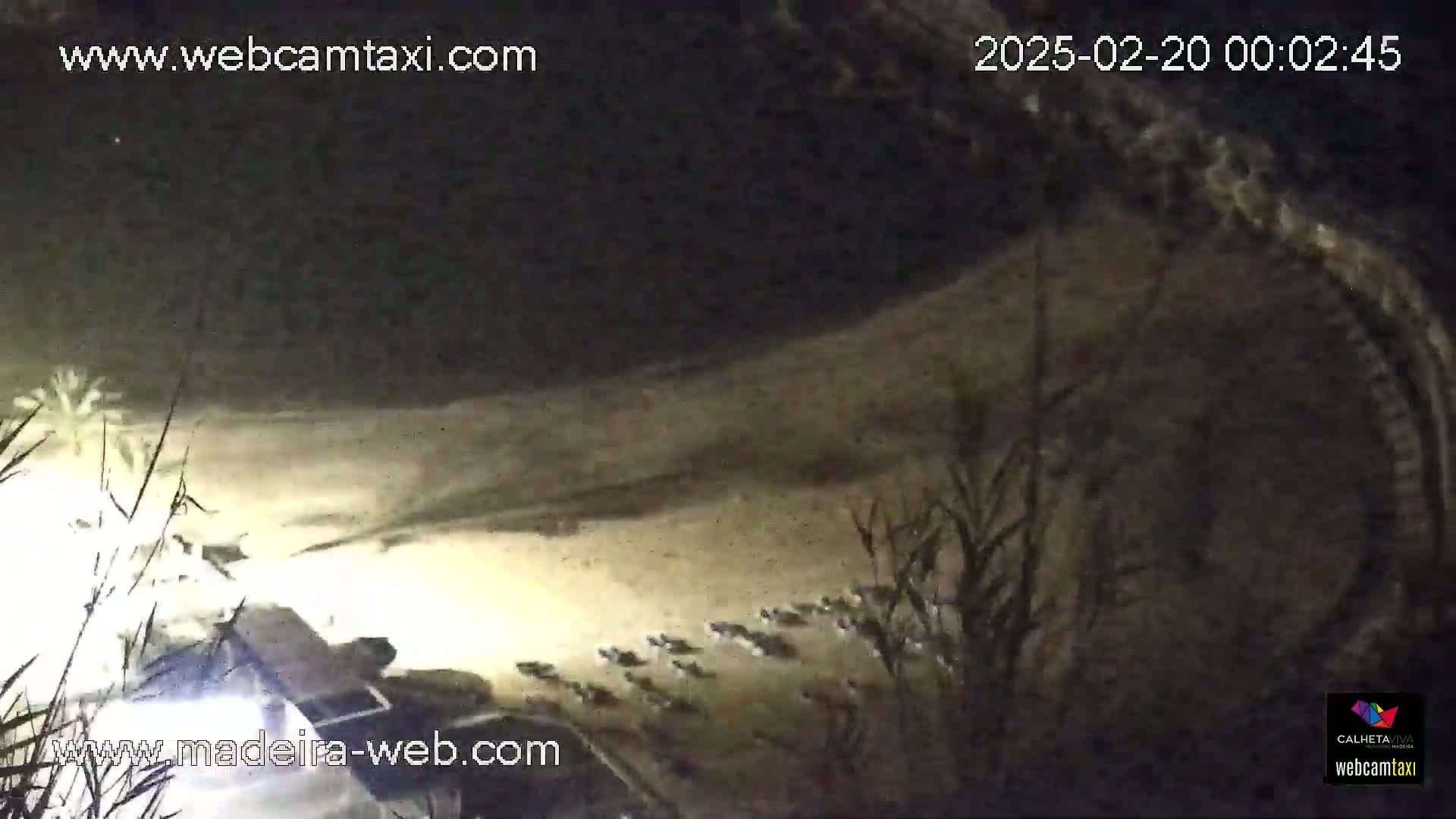 A nighttime, low-light view shows a sandy beach with what appears to be a group of small animals moving along the shoreline.