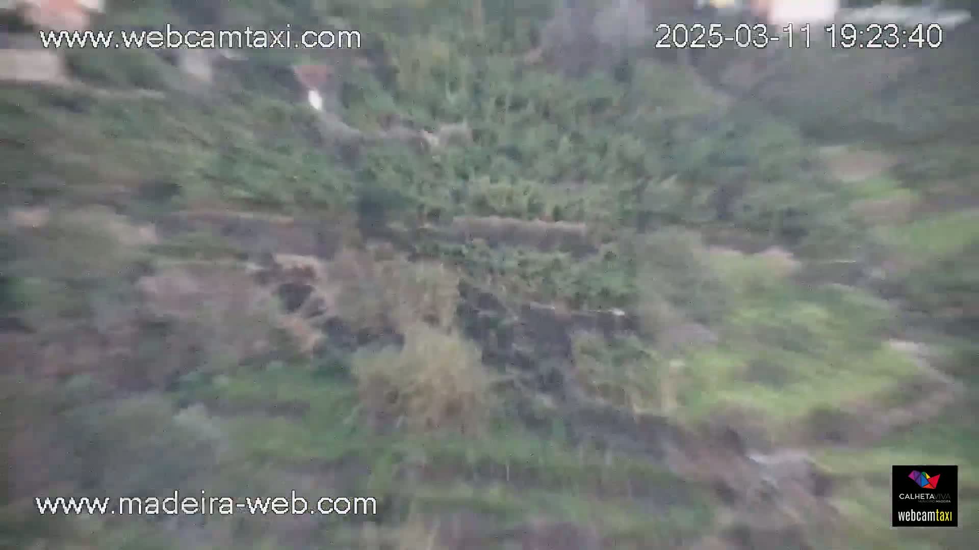 A blurry, overcast view shows a hillside covered in dense, low-lying vegetation.